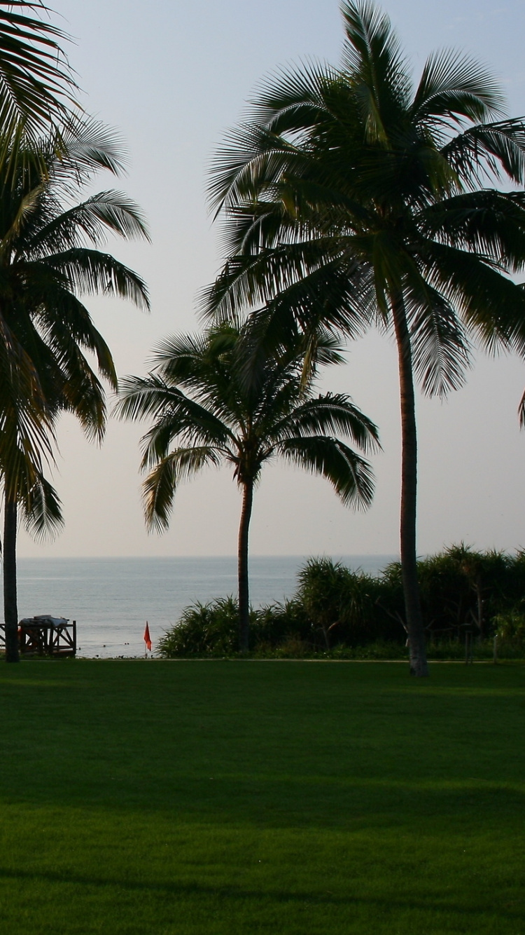 Palm Tree Near Body of Water During Daytime. Wallpaper in 750x1334 Resolution