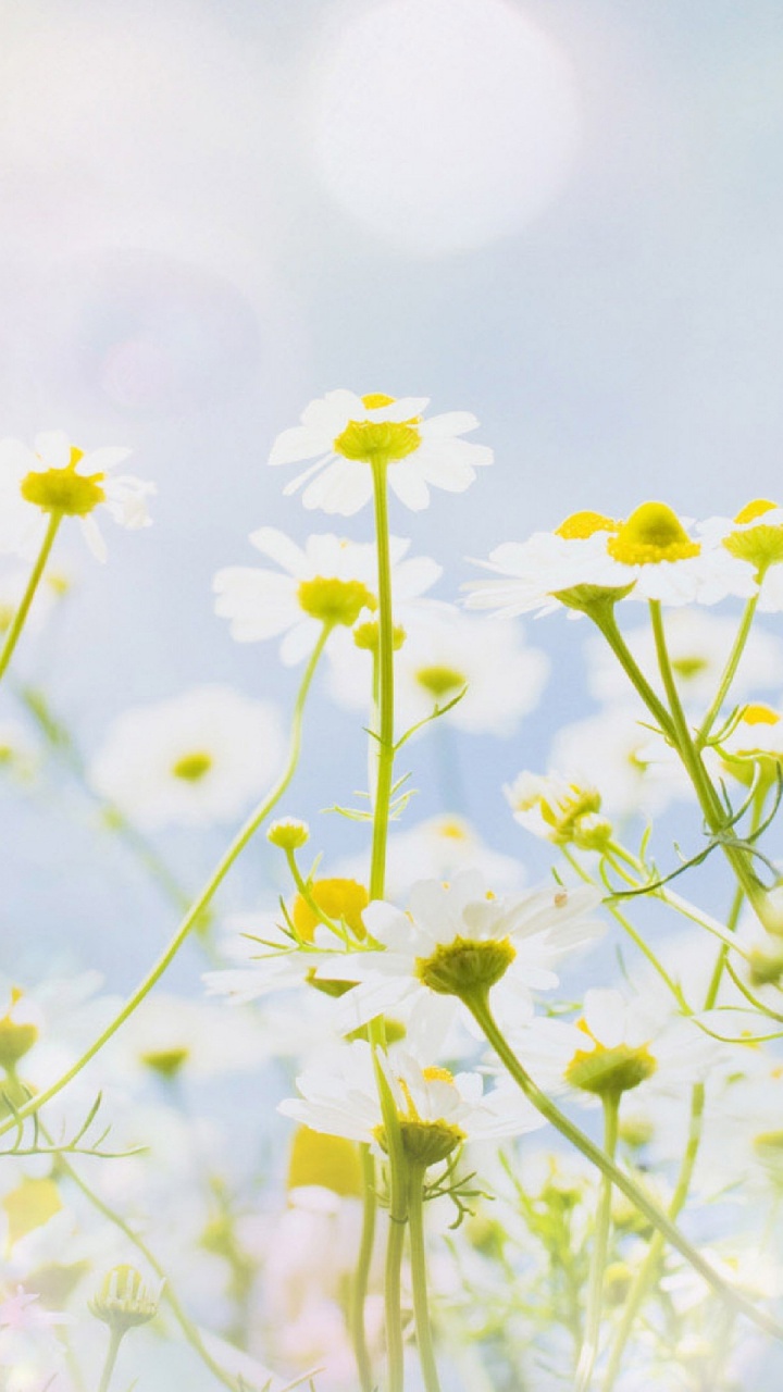 Fleurs Jaunes Dans L'objectif à Basculement. Wallpaper in 720x1280 Resolution