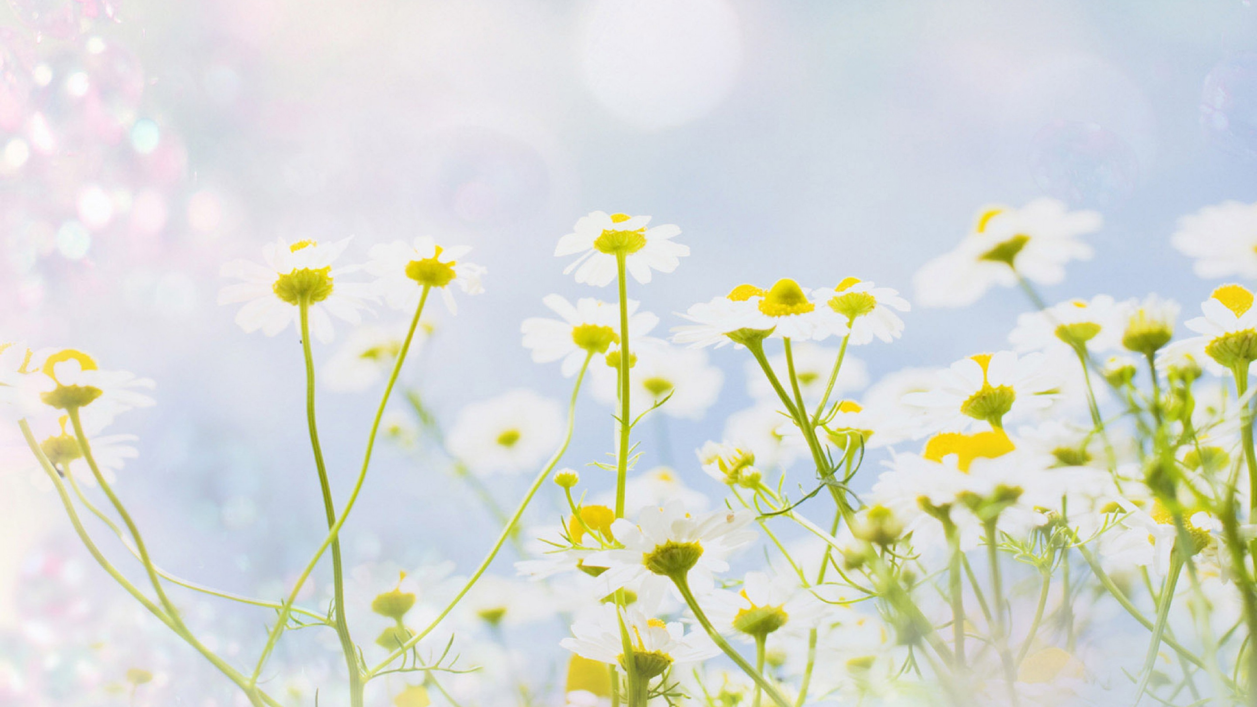 Yellow Flowers in Tilt Shift Lens. Wallpaper in 2560x1440 Resolution