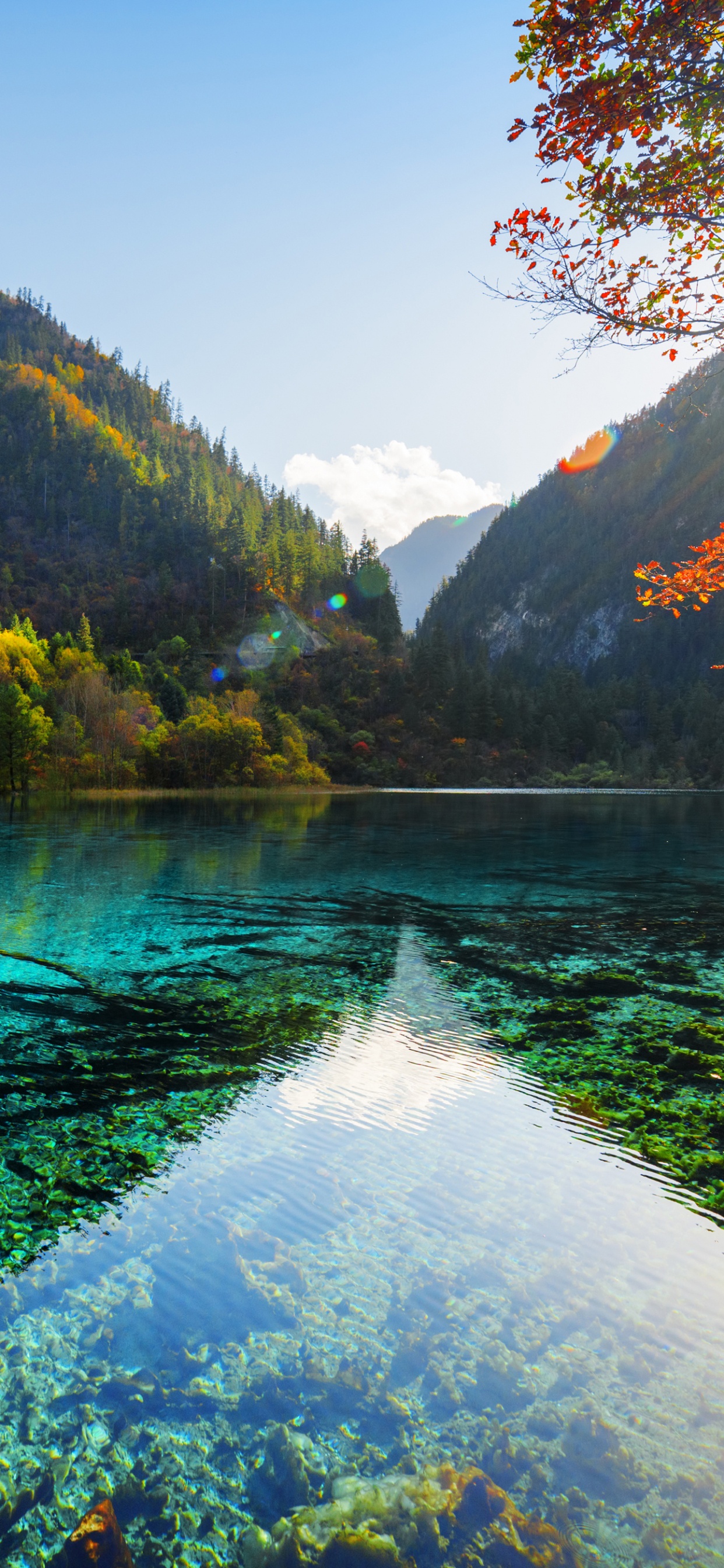 Green Trees Near Lake During Daytime. Wallpaper in 1242x2688 Resolution