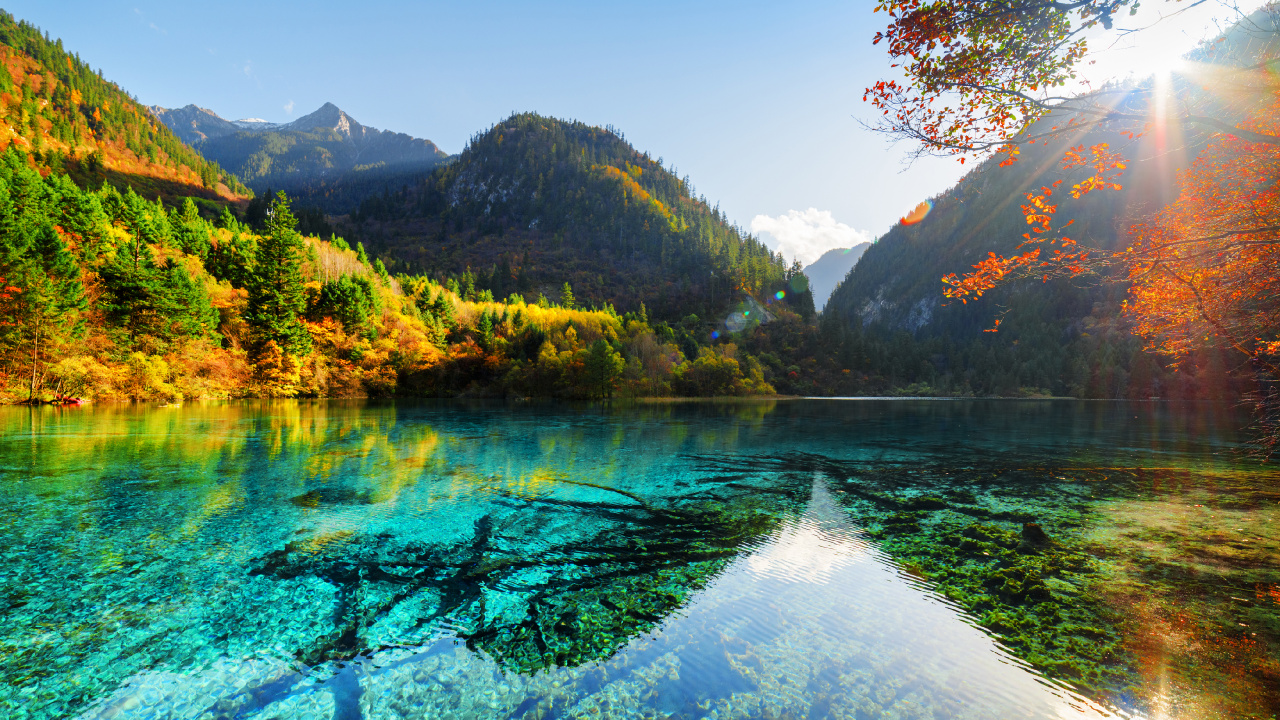 Green Trees Near Lake During Daytime. Wallpaper in 1280x720 Resolution