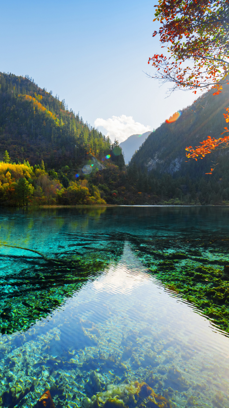 Green Trees Near Lake During Daytime. Wallpaper in 750x1334 Resolution