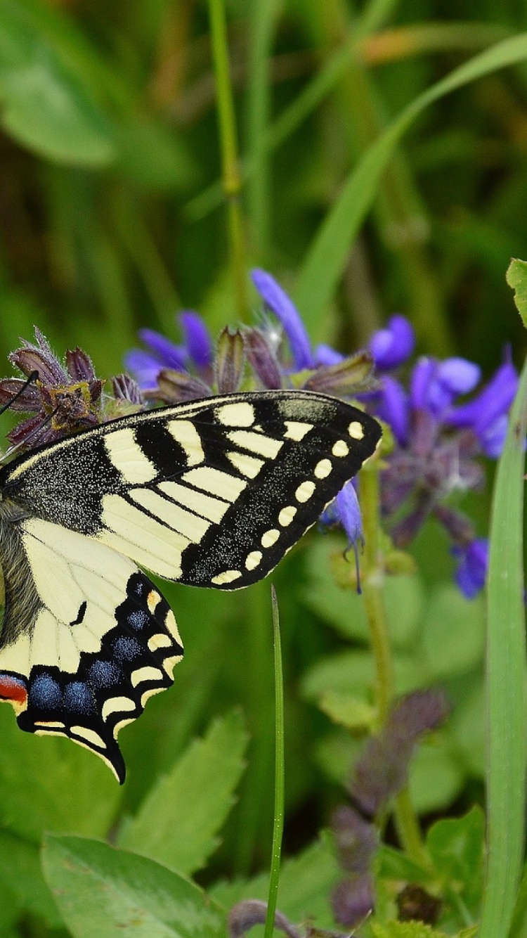 Papillon Noir et Blanc Perché Sur Une Fleur Pourpre en Photographie Rapprochée Pendant la Journée. Wallpaper in 750x1334 Resolution