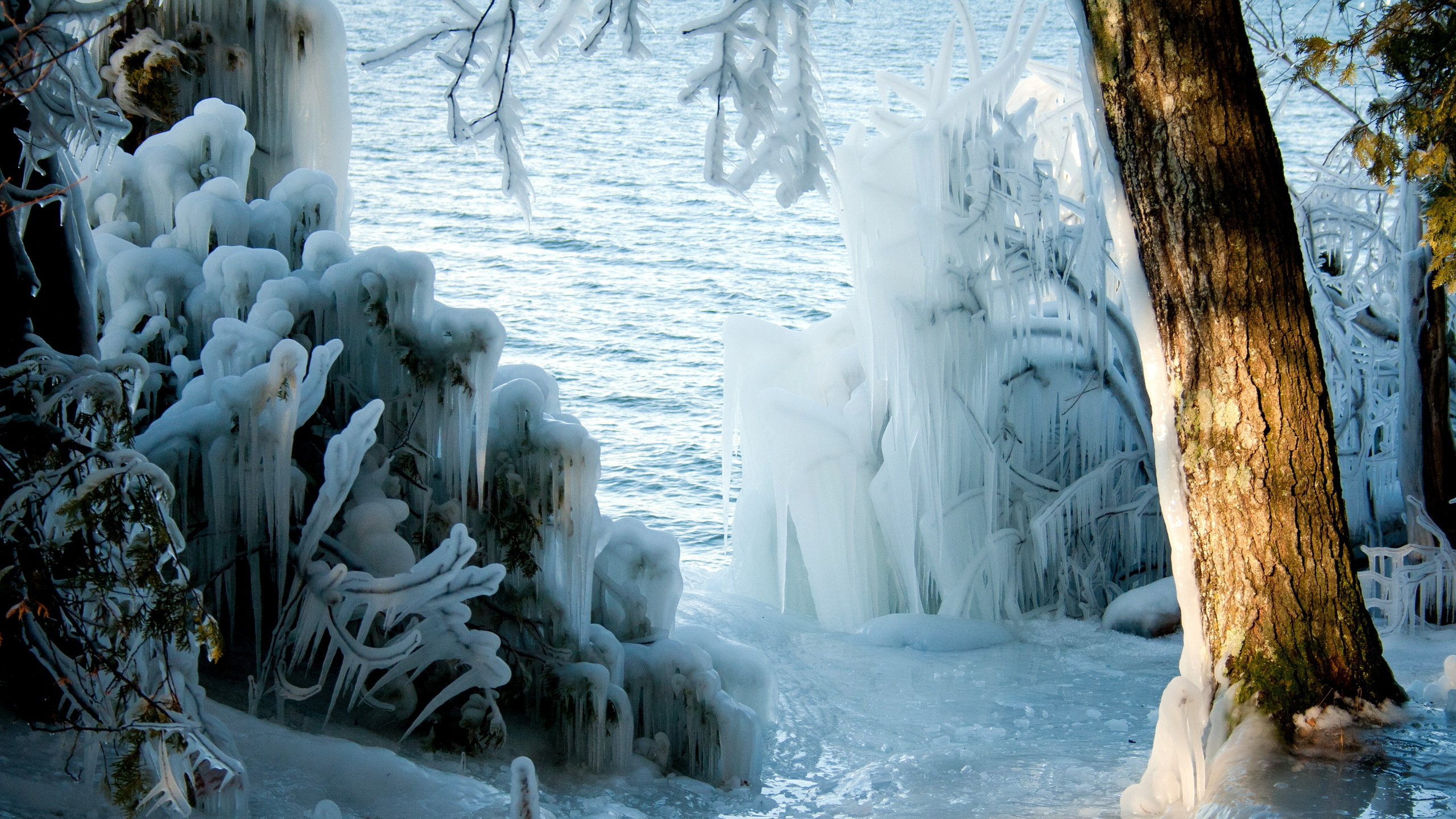 Snow Covered Trees During Daytime. Wallpaper in 2560x1440 Resolution