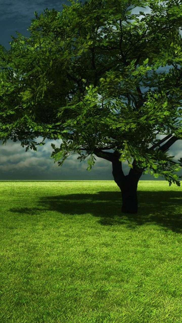 Arbre Vert Sur Terrain D'herbe Verte Pendant la Journée. Wallpaper in 720x1280 Resolution