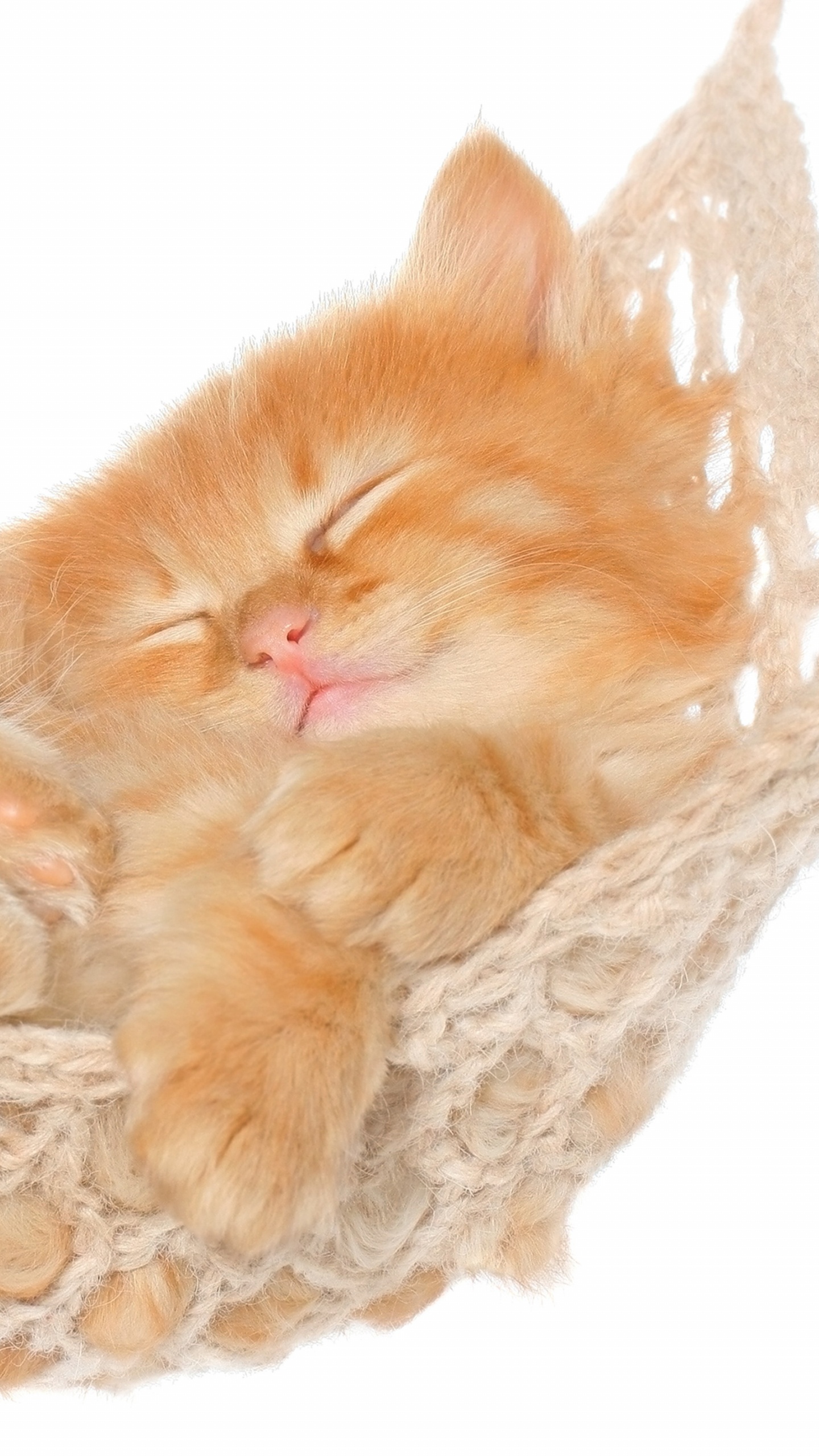 Orange Tabby Cat on White Crochet Textile. Wallpaper in 1440x2560 Resolution