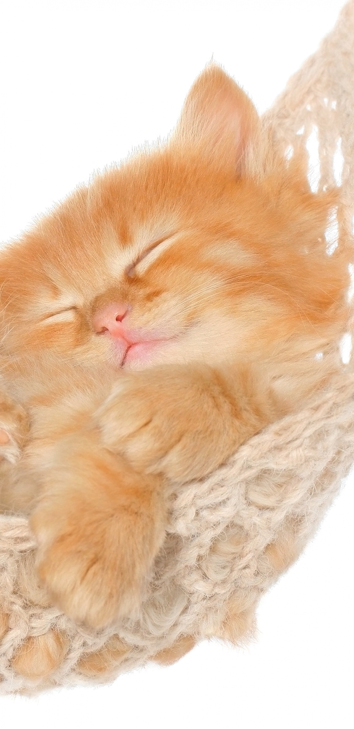 Orange Tabby Cat on White Crochet Textile. Wallpaper in 1440x2960 Resolution