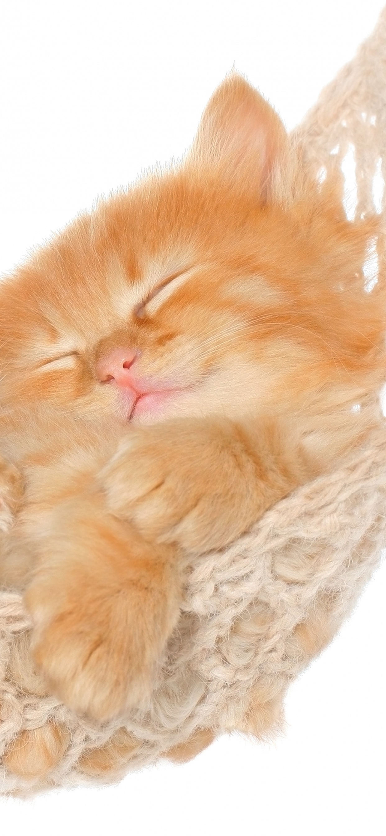 Chat Tigré Orange Sur Textile Crochet Blanc. Wallpaper in 1242x2688 Resolution
