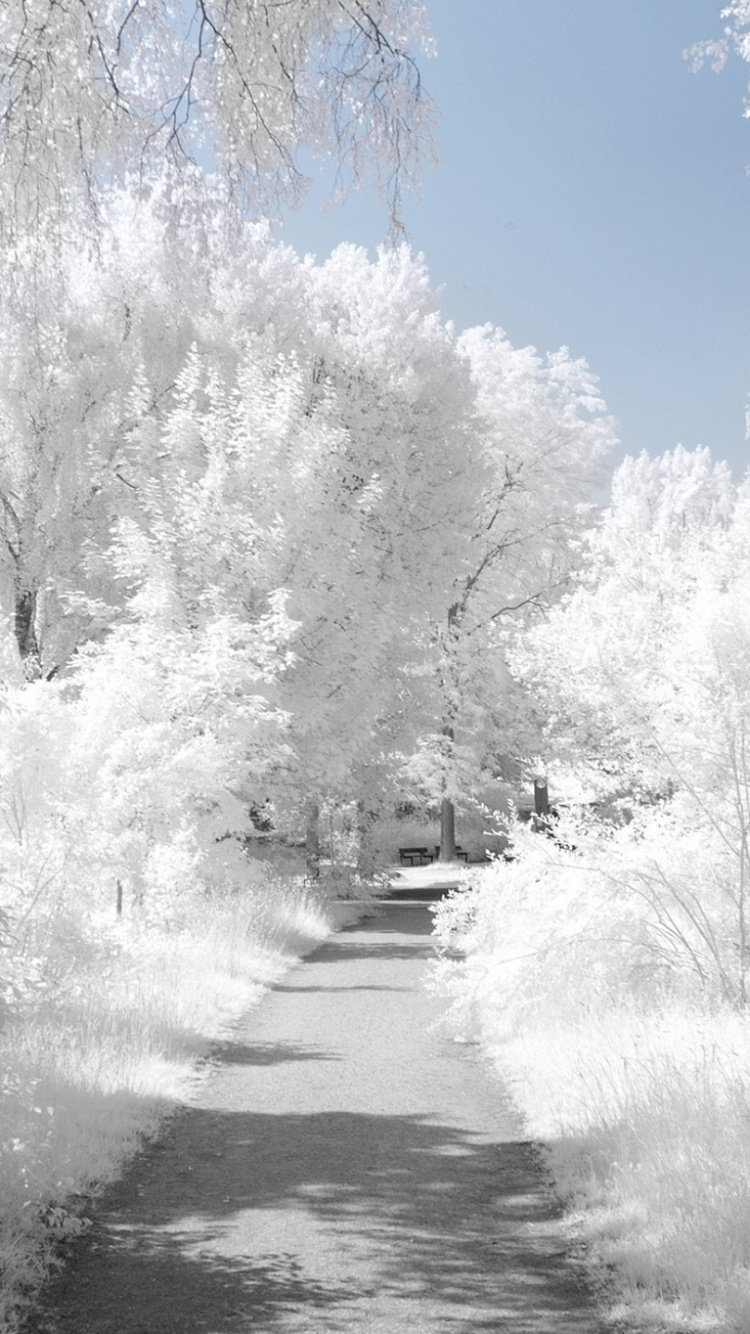 Snow Covered Trees During Daytime. Wallpaper in 750x1334 Resolution