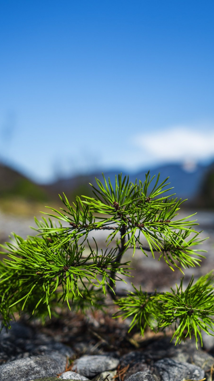 Green Plant on Gray Rock During Daytime. Wallpaper in 750x1334 Resolution
