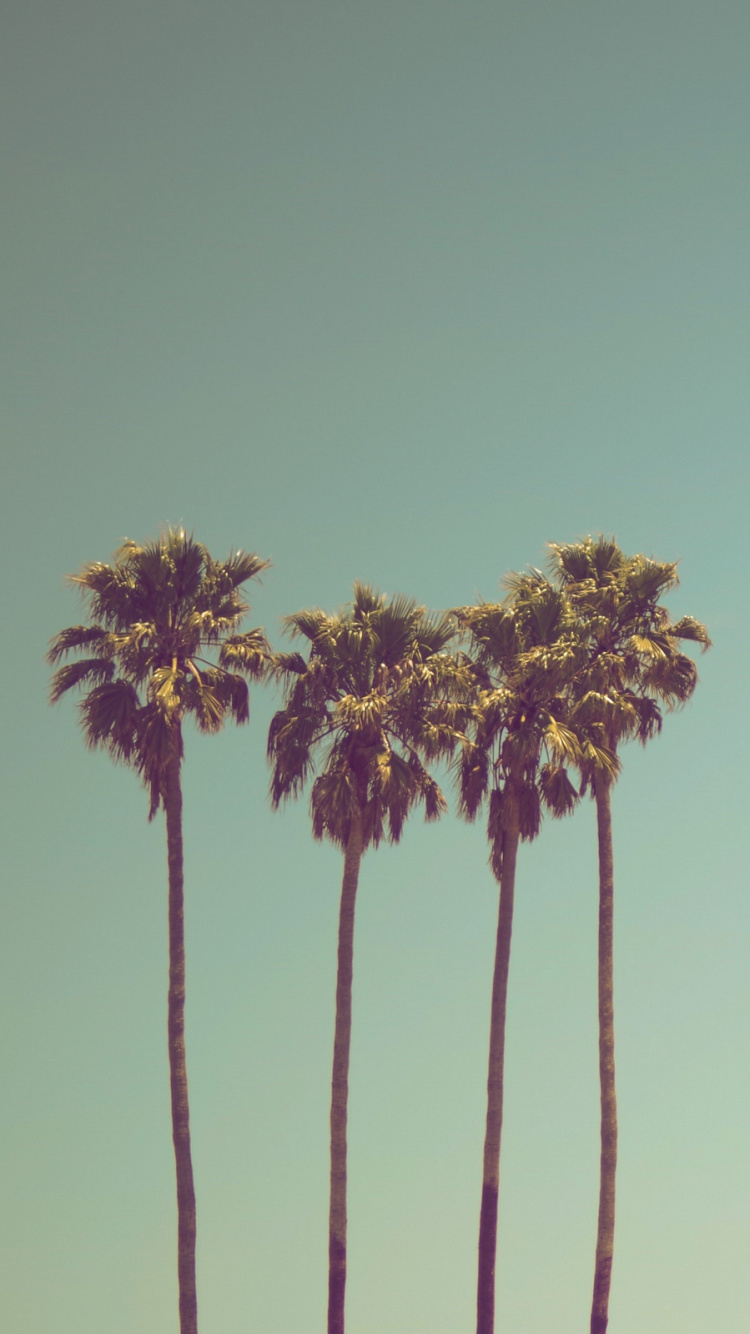 Green Palm Tree Under Blue Sky During Daytime. Wallpaper in 750x1334 Resolution