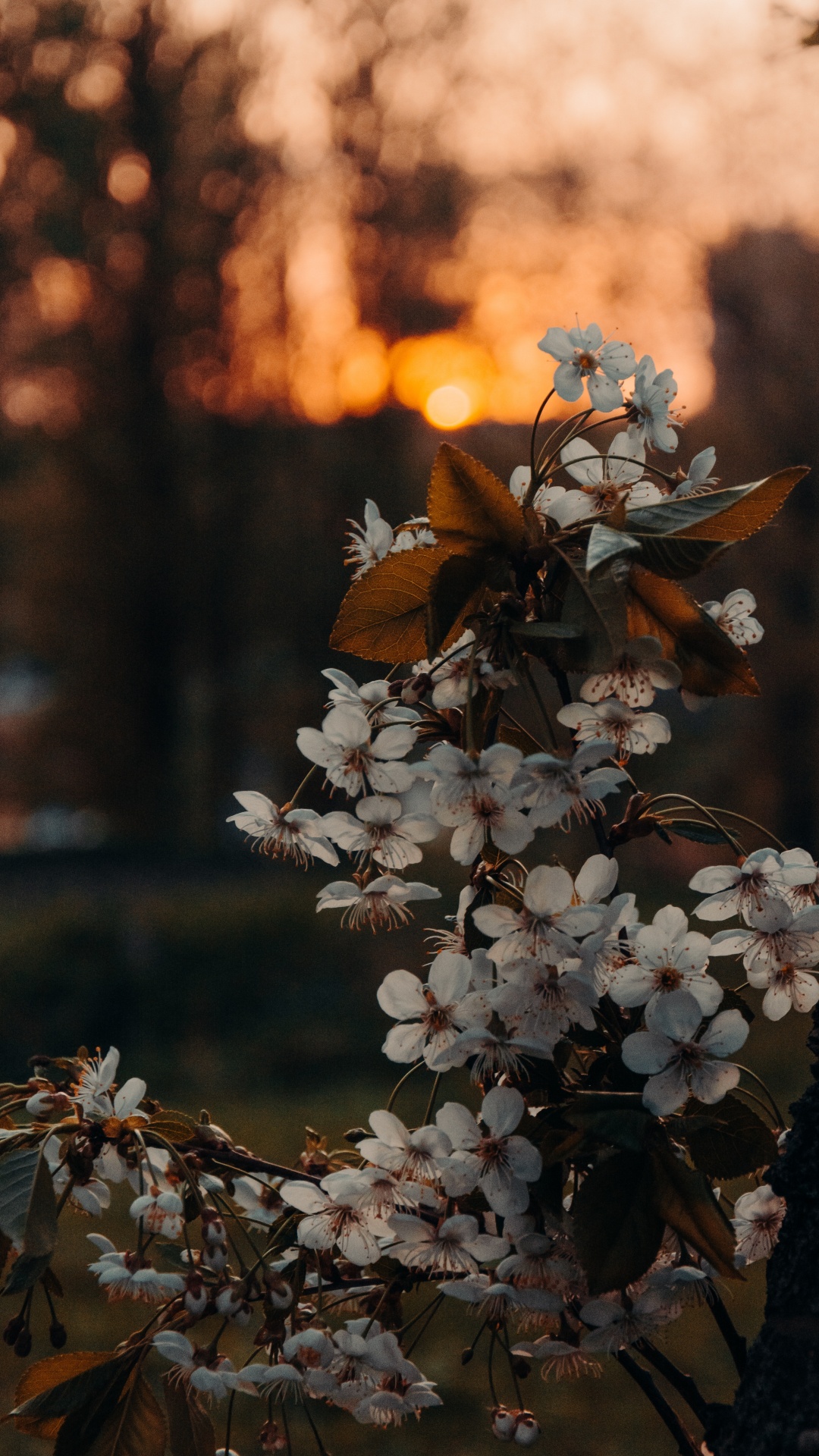 Brown, Flower, Plant, Branch, Twig. Wallpaper in 1080x1920 Resolution