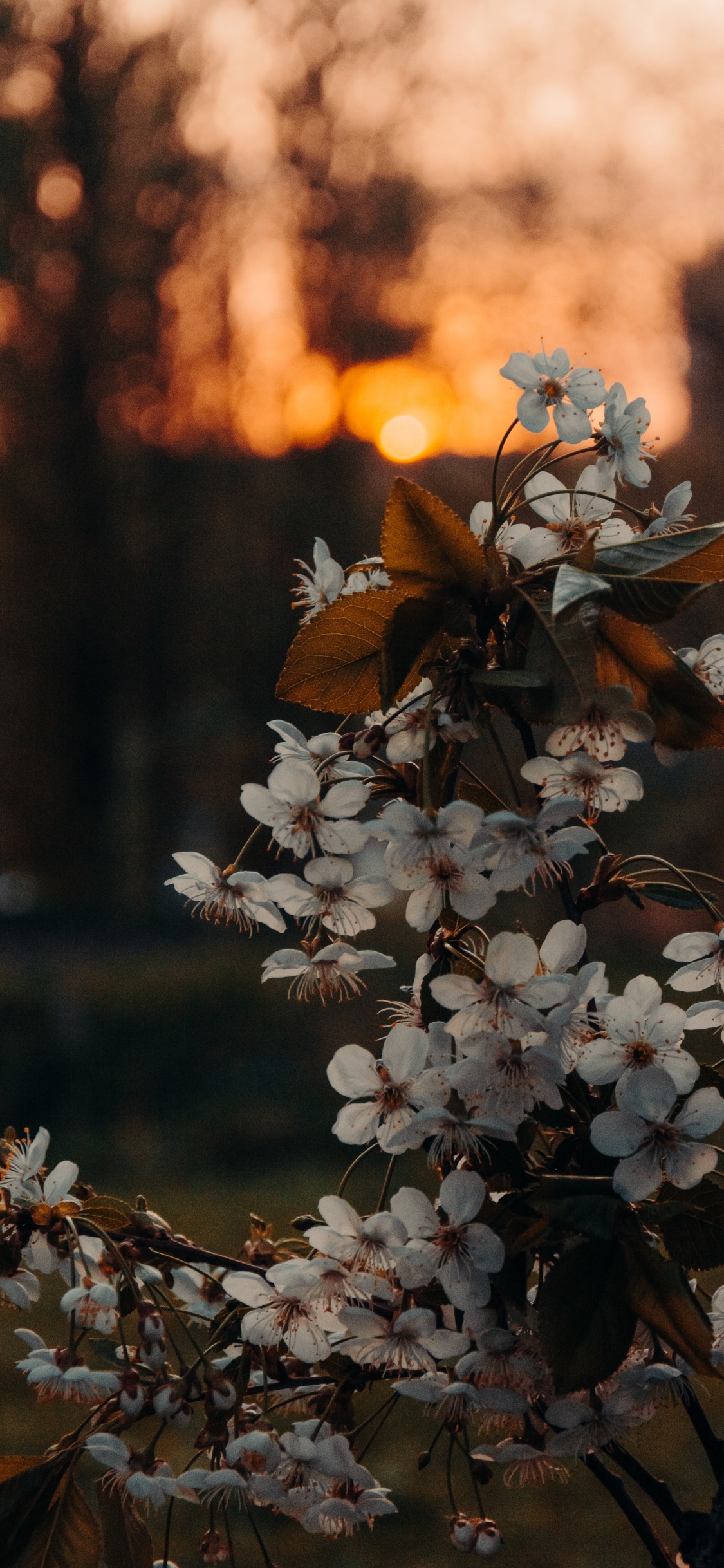 Brown, Flower, Plant, Branch, Twig. Wallpaper in 1125x2436 Resolution