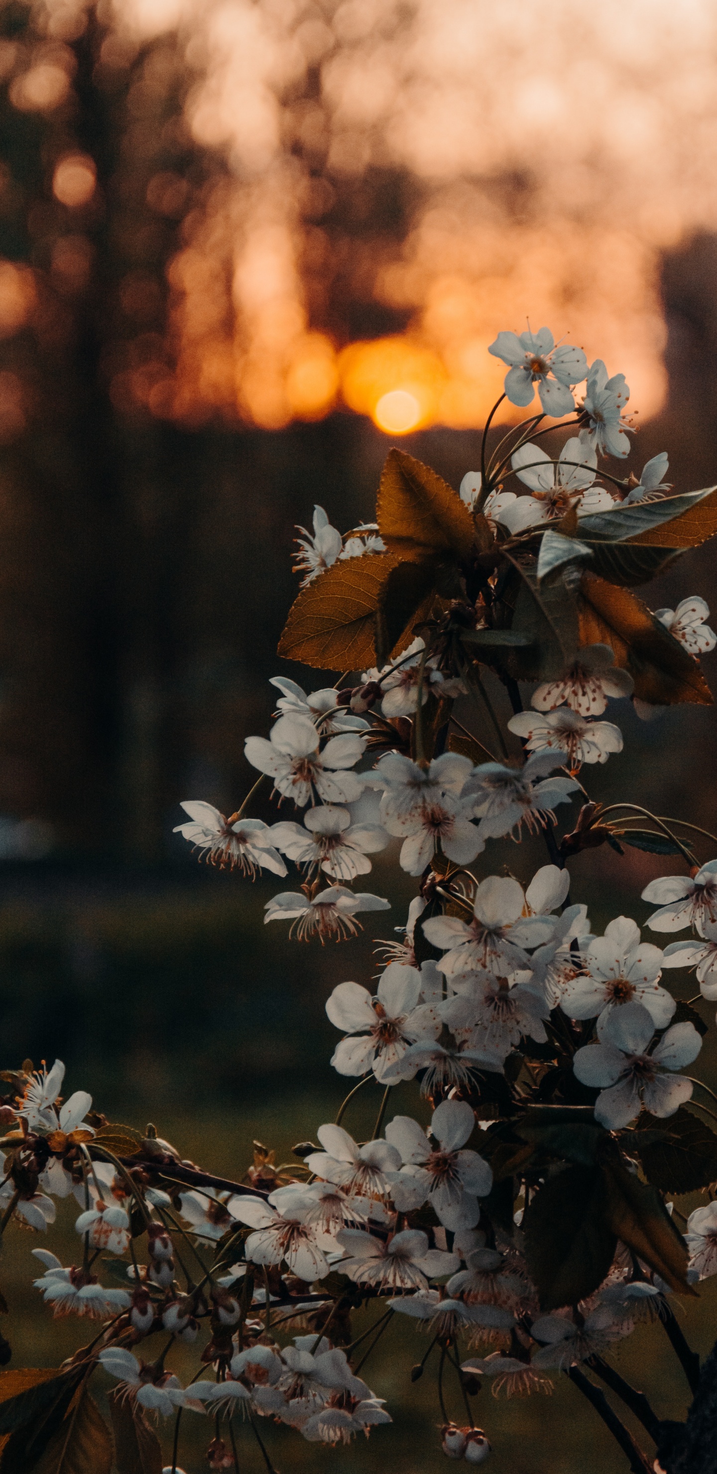 Brown, Flower, Plant, Branch, Twig. Wallpaper in 1440x2960 Resolution