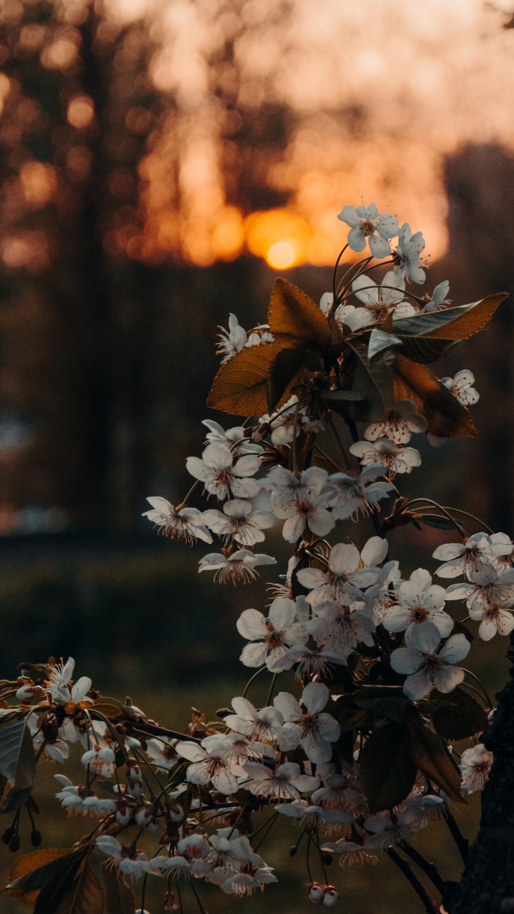 Brown, Flower, Plant, Branch, Twig. Wallpaper in 750x1334 Resolution