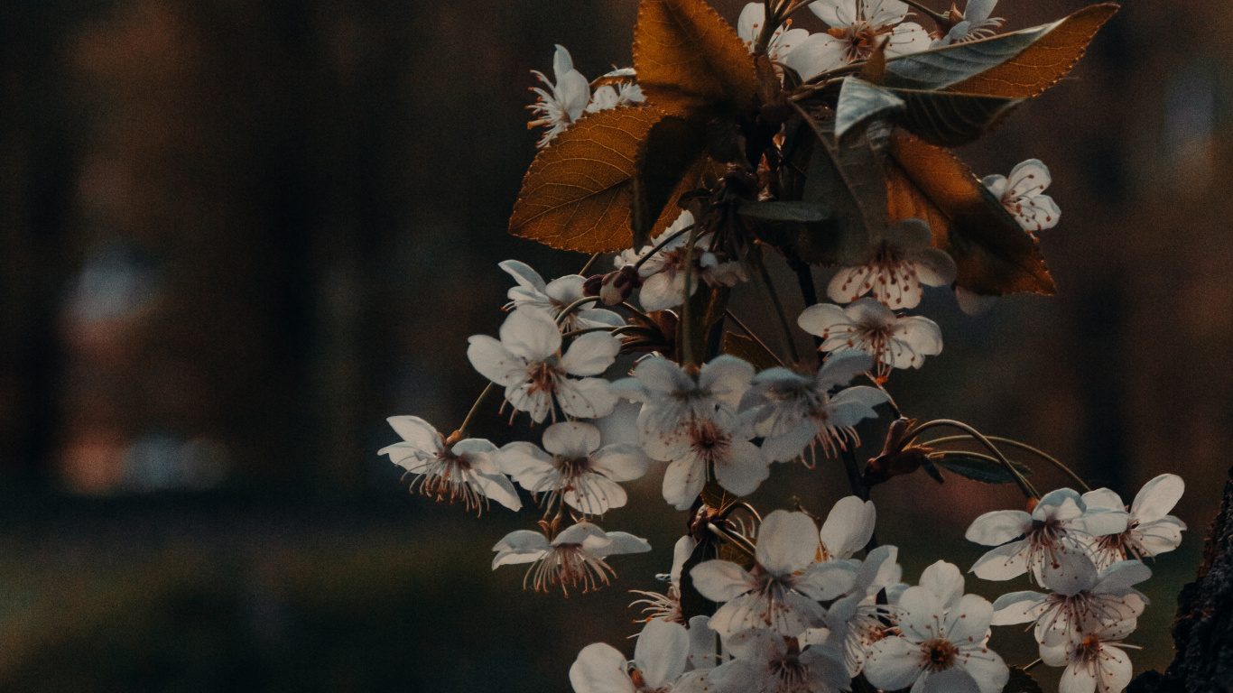 棕色, 树枝, 木, 显花植物, 开花 壁纸 1366x768 允许
