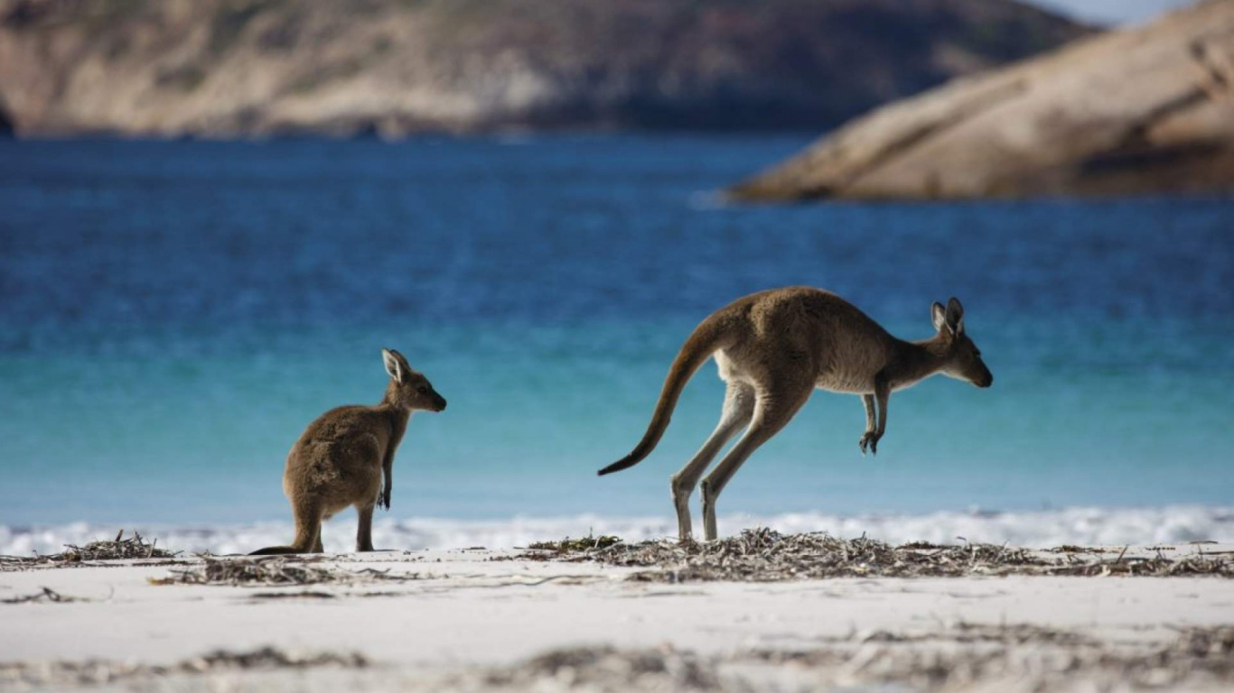 Brown Kangaroo on White Sand During Daytime. Wallpaper in 1366x768 Resolution