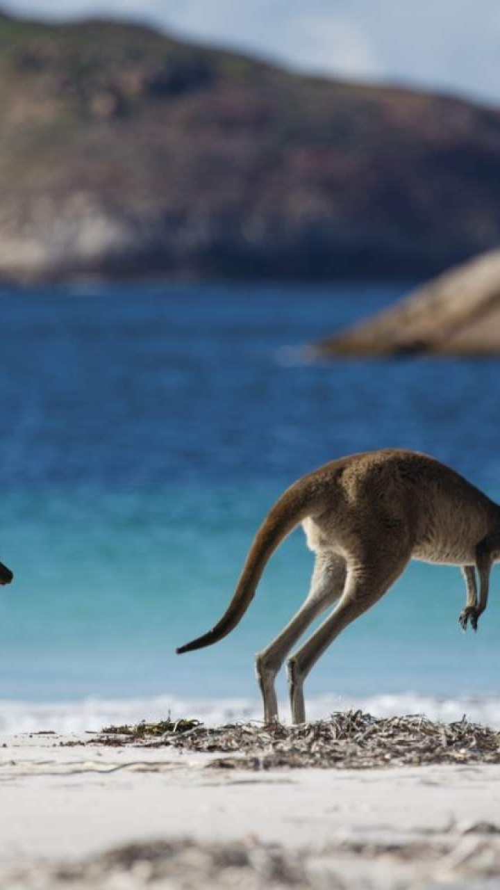 Braunes Känguru Auf Weißem Sand Tagsüber. Wallpaper in 720x1280 Resolution