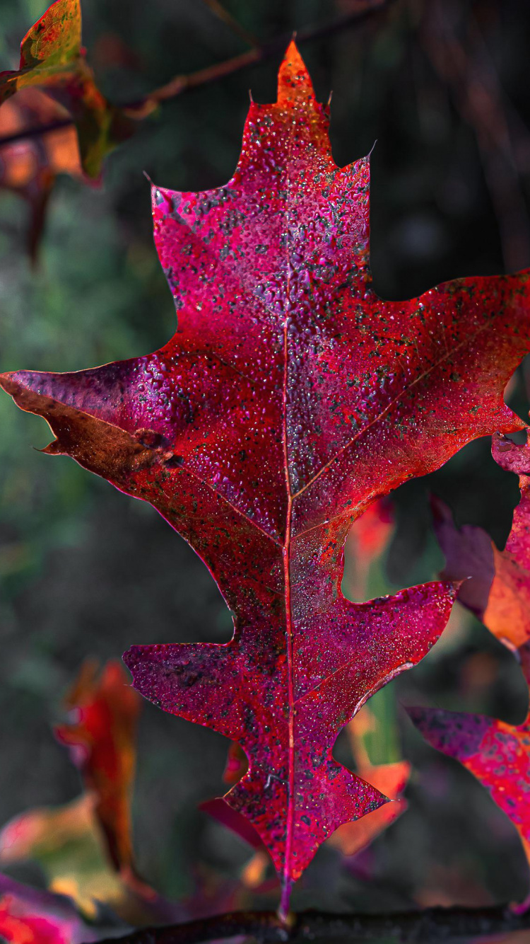 Leaf, Plant Stem, Biology, Science, Brown. Wallpaper in 750x1334 Resolution