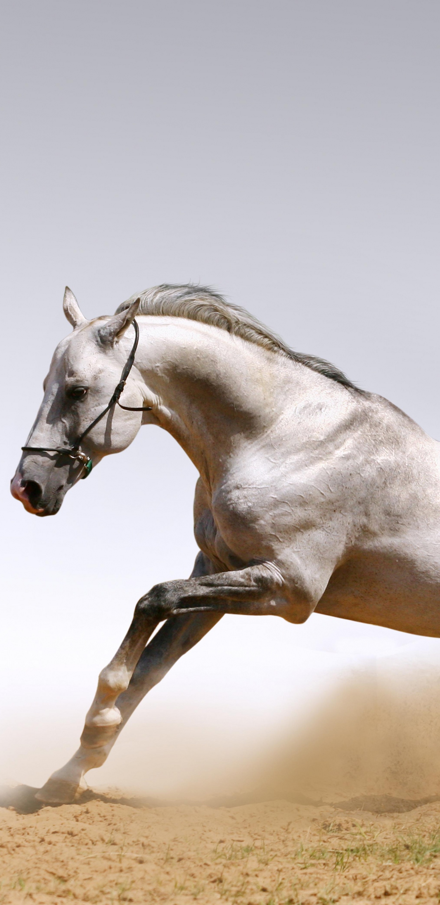 White Horse Running on Brown Field During Daytime. Wallpaper in 1440x2960 Resolution
