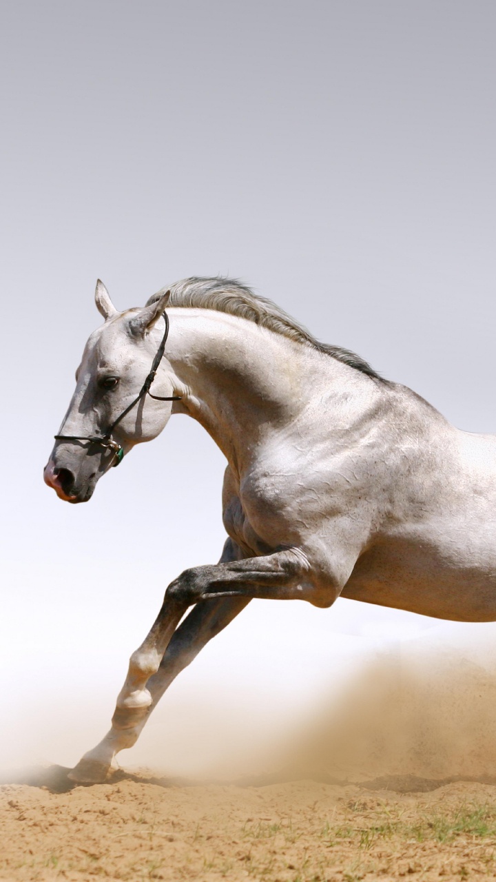 White Horse Running on Brown Field During Daytime. Wallpaper in 720x1280 Resolution