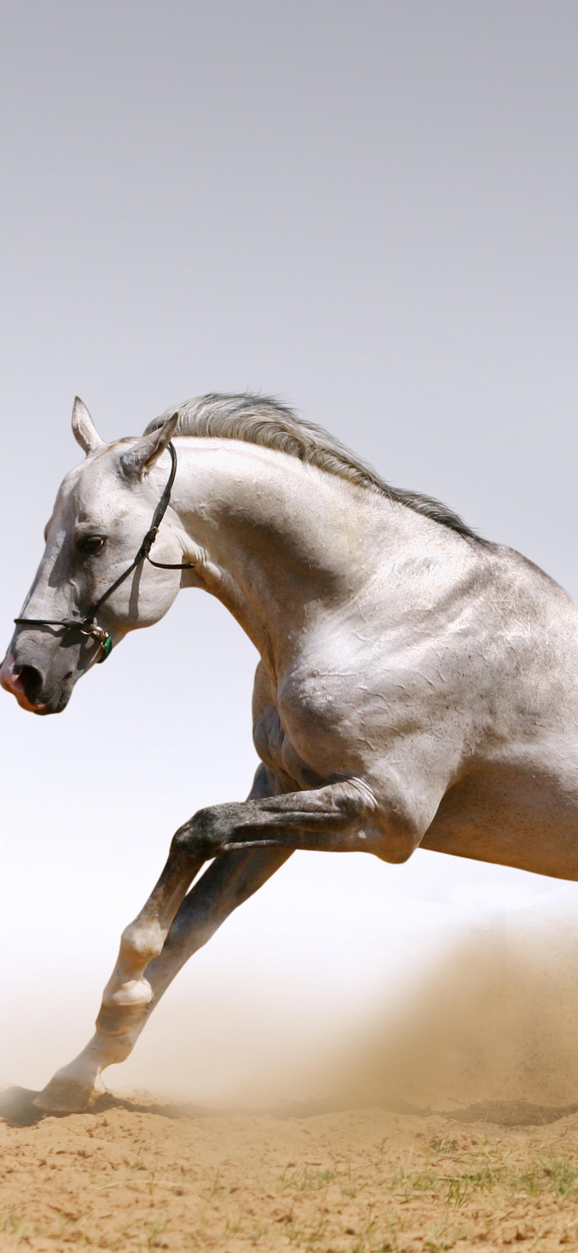 Caballo Blanco Corriendo en Campo Marrón Durante el Día. Wallpaper in 1125x2436 Resolution