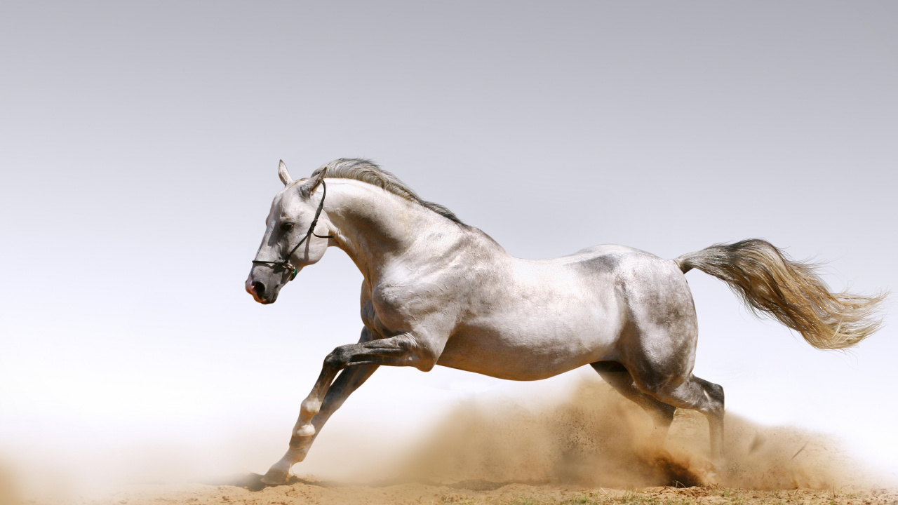 Weißes Pferd, Das Tagsüber Auf Braunem Feld Läuft. Wallpaper in 1280x720 Resolution