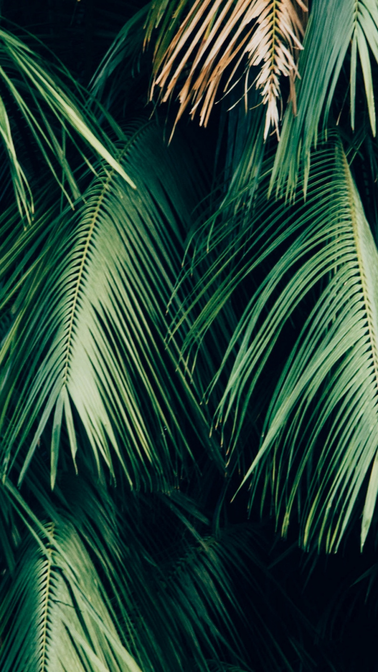 Green Palm Tree During Night Time. Wallpaper in 750x1334 Resolution