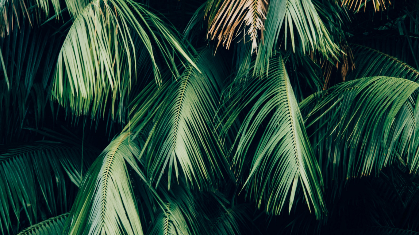 Grüne Palme Während Der Nacht. Wallpaper in 1366x768 Resolution