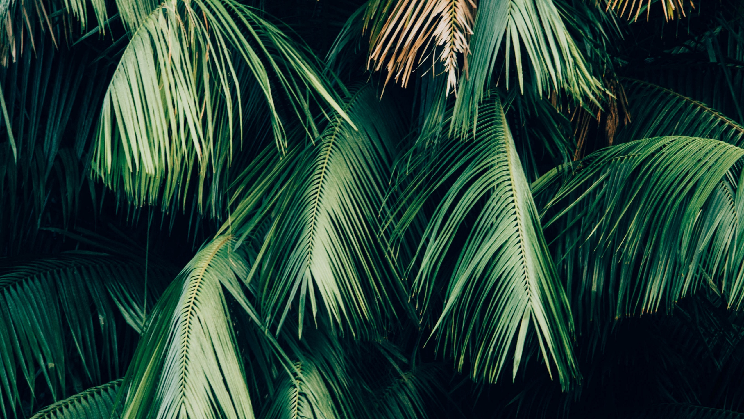 Grüne Palme Während Der Nacht. Wallpaper in 2560x1440 Resolution