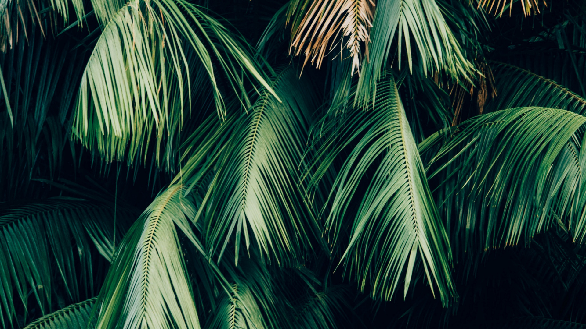 Palmera Verde Durante la Noche. Wallpaper in 1920x1080 Resolution