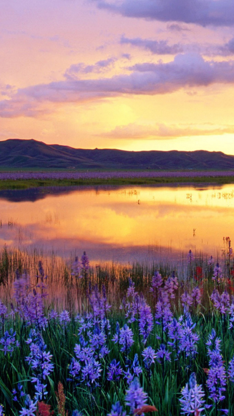 Champ de Fleurs Violettes Près du Lac Pendant le Coucher du Soleil. Wallpaper in 750x1334 Resolution