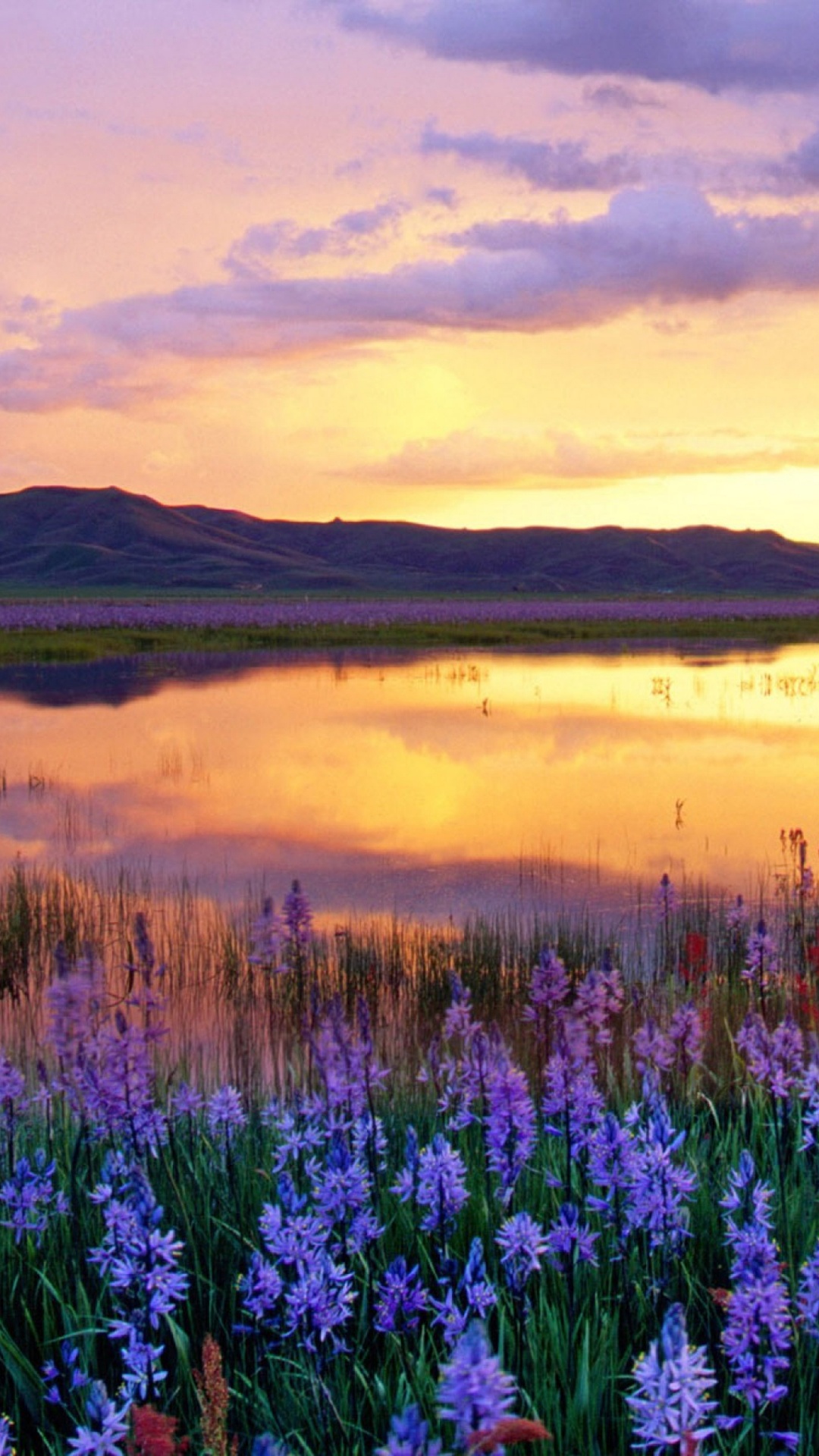 Purple Flower Field Near Lake During Sunset. Wallpaper in 1080x1920 Resolution
