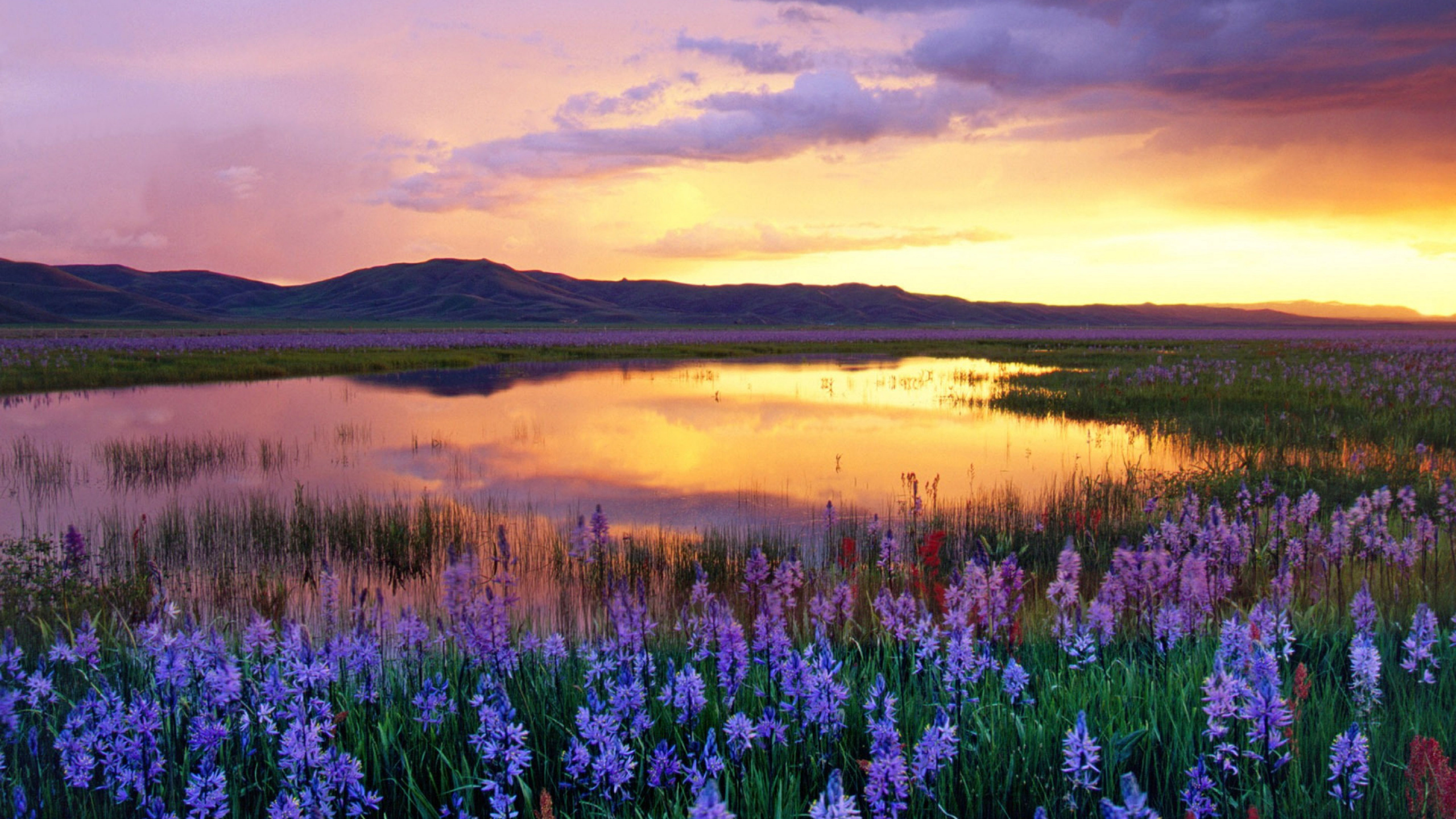 Purple Flower Field Near Lake During Sunset. Wallpaper in 2560x1440 Resolution