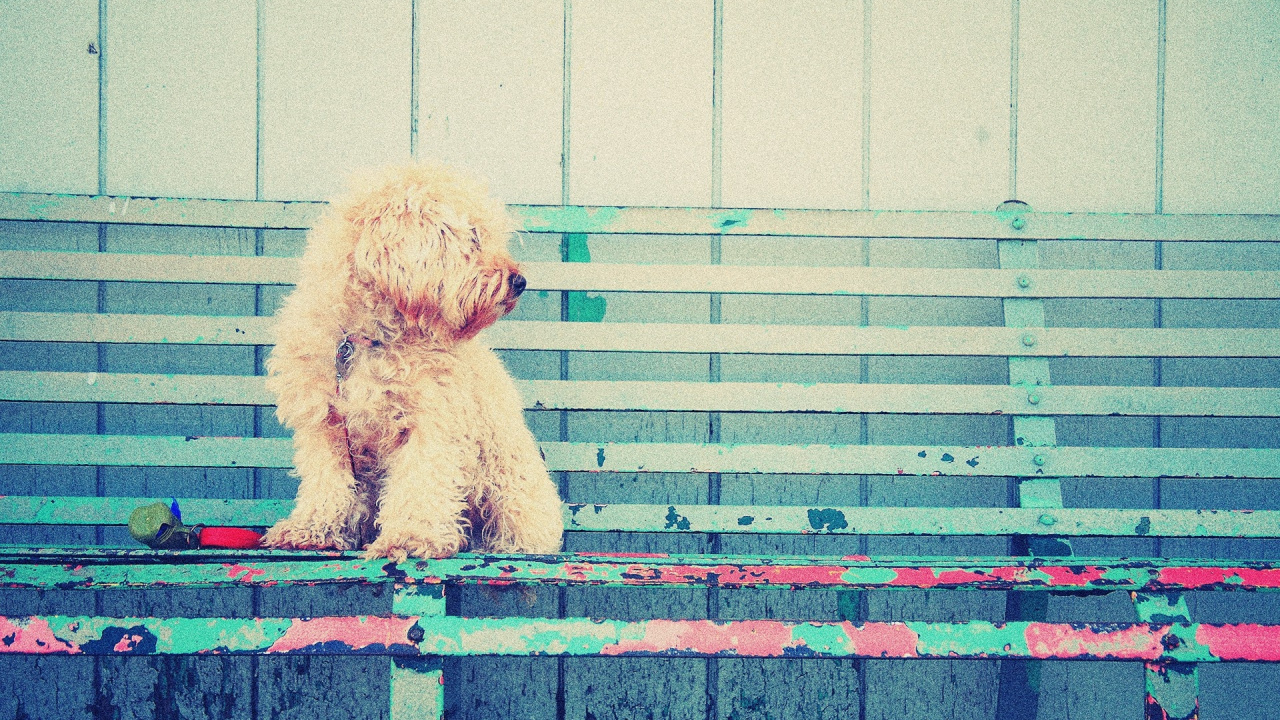 Chiot Caniche Brun Sur Clôture en Bois Bleu et Rouge. Wallpaper in 1280x720 Resolution