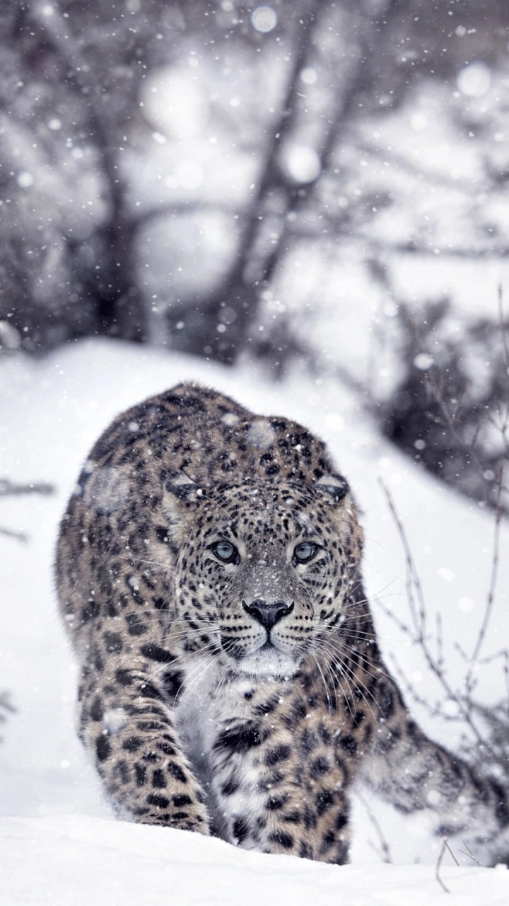 Schneeleopard, Panther Tullian Panther, Lion, Leopard Katze, Schnee. Wallpaper in 720x1280 Resolution