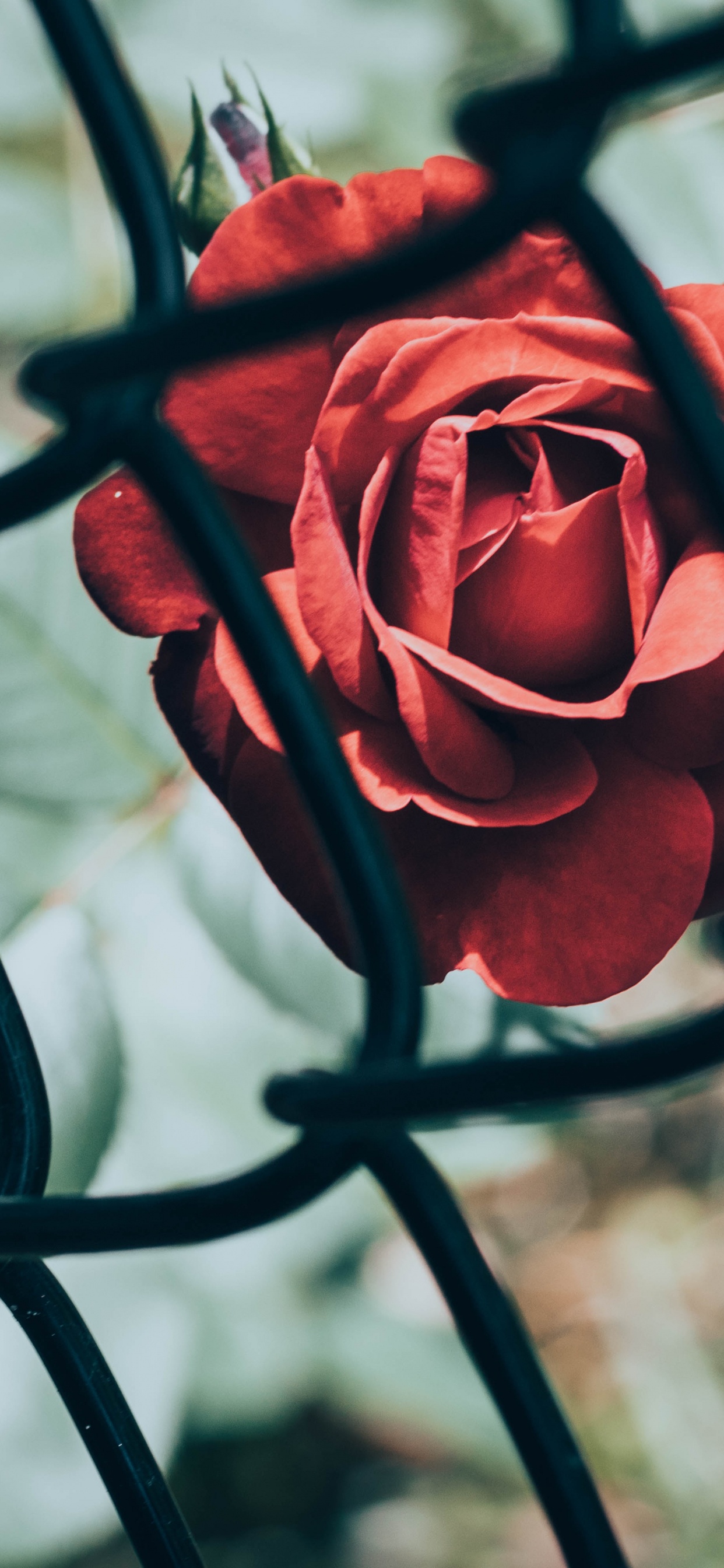 Rosa Roja Delante de la Valla de Metal Negro. Wallpaper in 1242x2688 Resolution