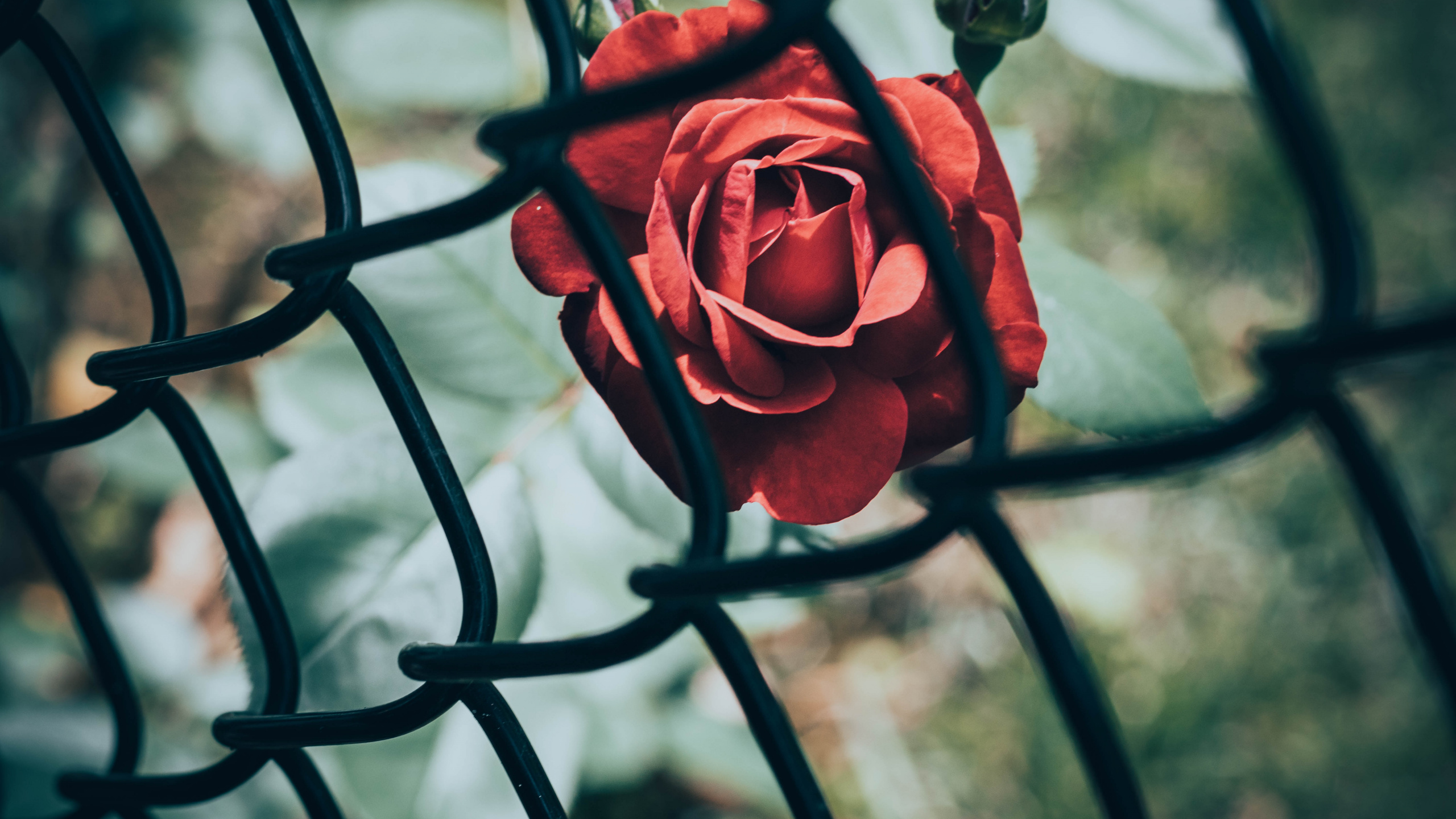 Rosa Roja Delante de la Valla de Metal Negro. Wallpaper in 2560x1440 Resolution