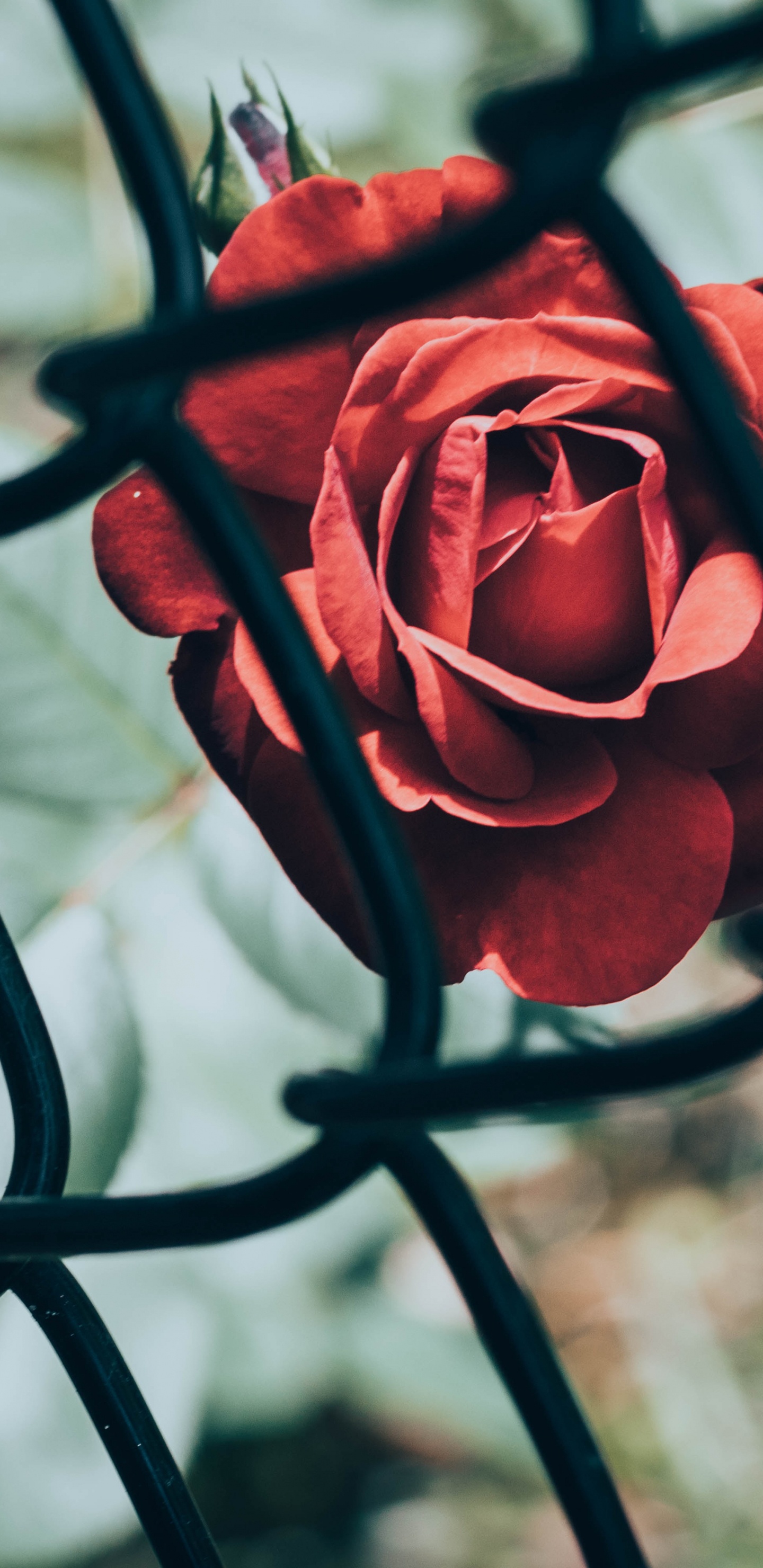 Rose Rouge Devant Une Clôture en Métal Noir. Wallpaper in 1440x2960 Resolution