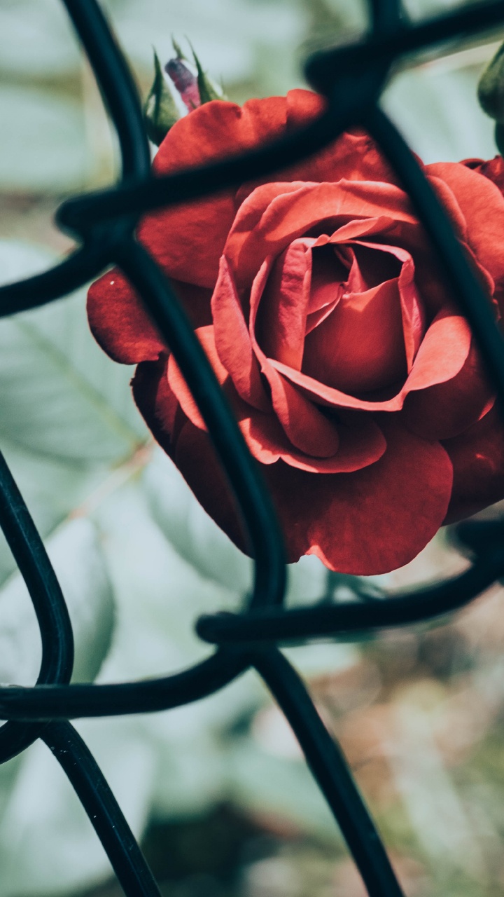 Rote Rose Vor Schwarzem Metallzaun. Wallpaper in 720x1280 Resolution
