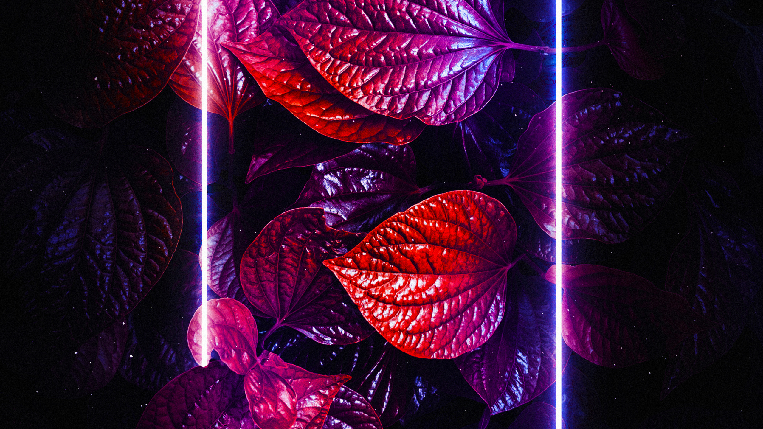 Smartphone, Purple, Magenta, Art, Window. Wallpaper in 2560x1440 Resolution