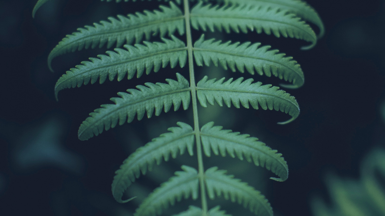 Planta Terrestre, Verde, la Vegetación, Los Helechos y Las Colas de Caballo, Helecho. Wallpaper in 1280x720 Resolution
