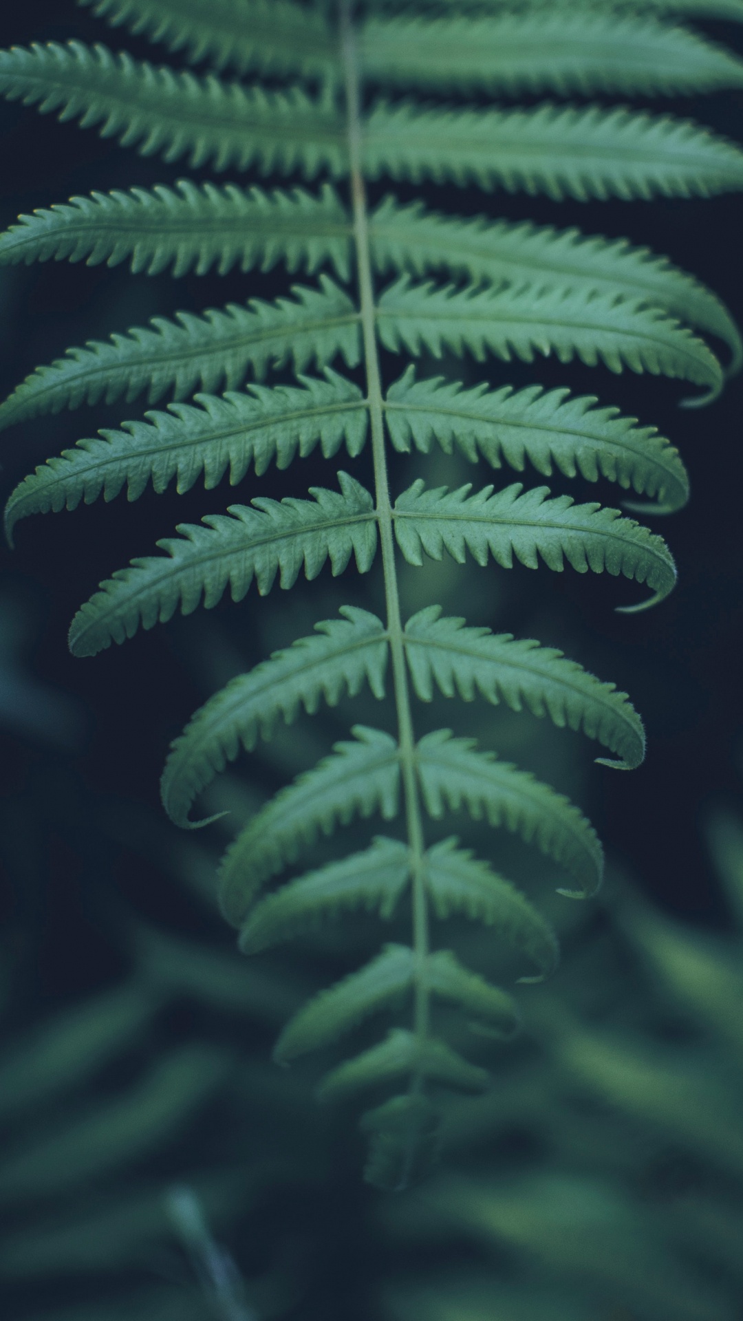 Terrestrial Plant, Green, Vegetation, Leaf, Ferns and Horsetails. Wallpaper in 1080x1920 Resolution