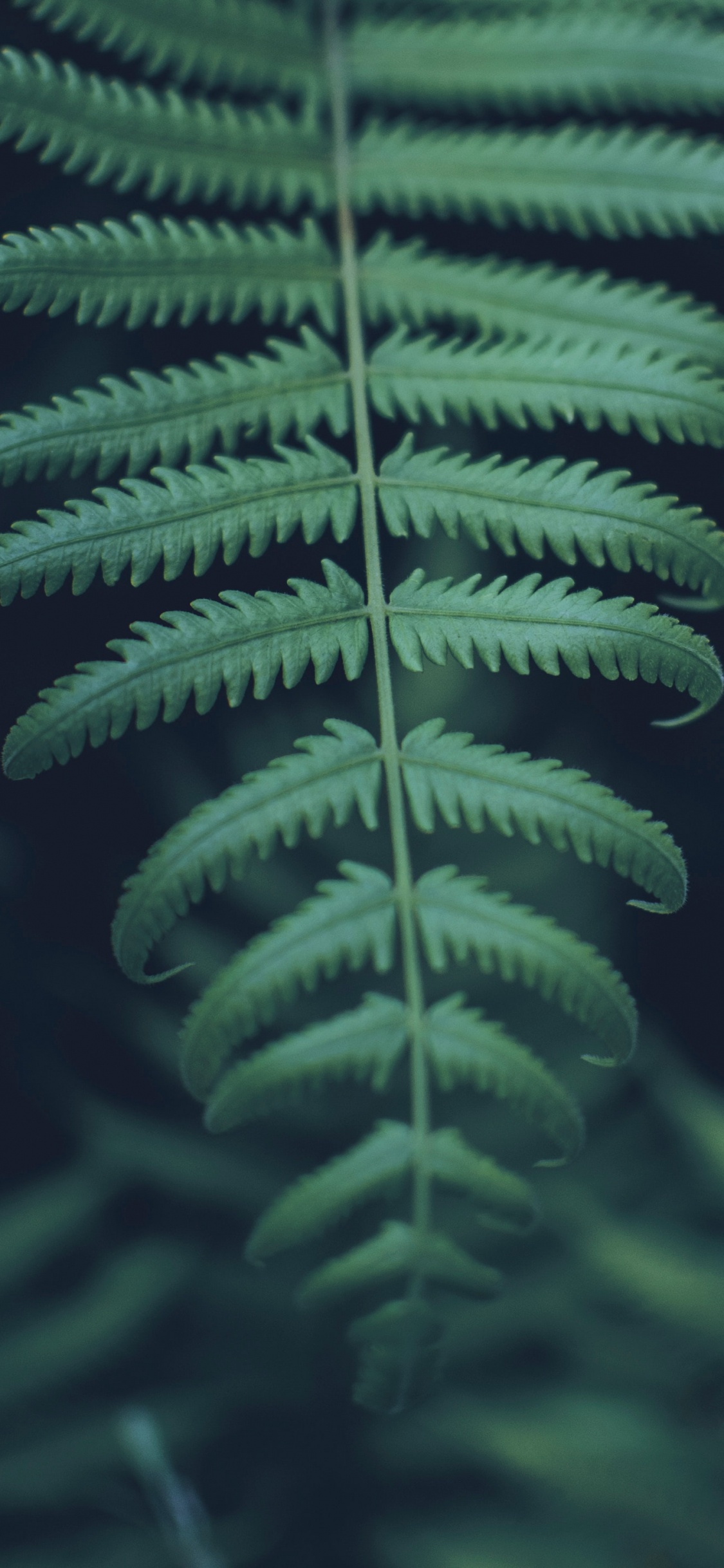 Terrestrial Plant, Green, Vegetation, Leaf, Ferns and Horsetails. Wallpaper in 1125x2436 Resolution