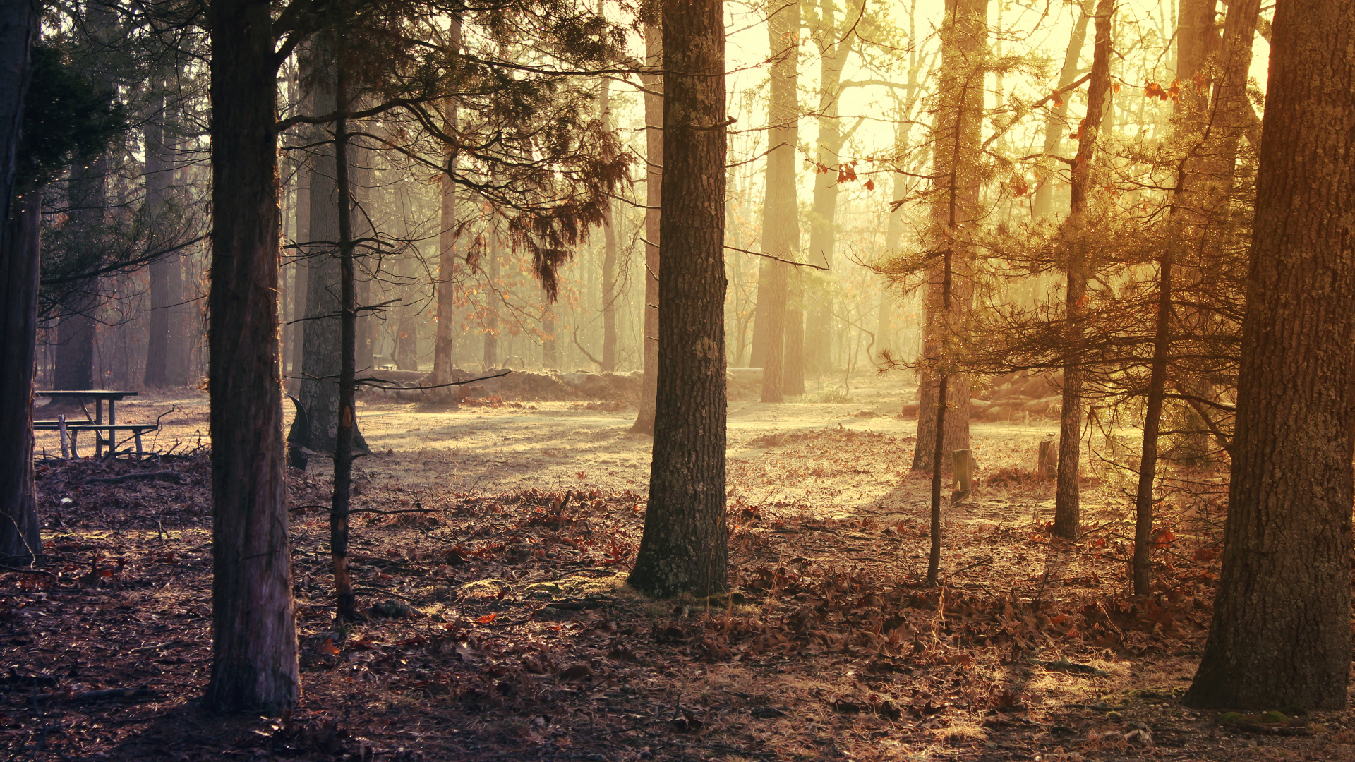 Brown Trees on Brown Field During Daytime. Wallpaper in 1920x1080 Resolution