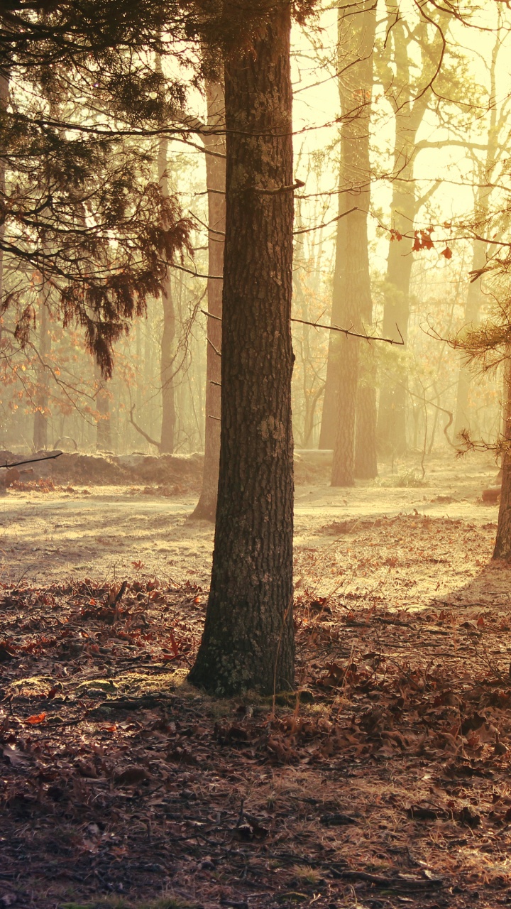 Brown Trees on Brown Field During Daytime. Wallpaper in 720x1280 Resolution