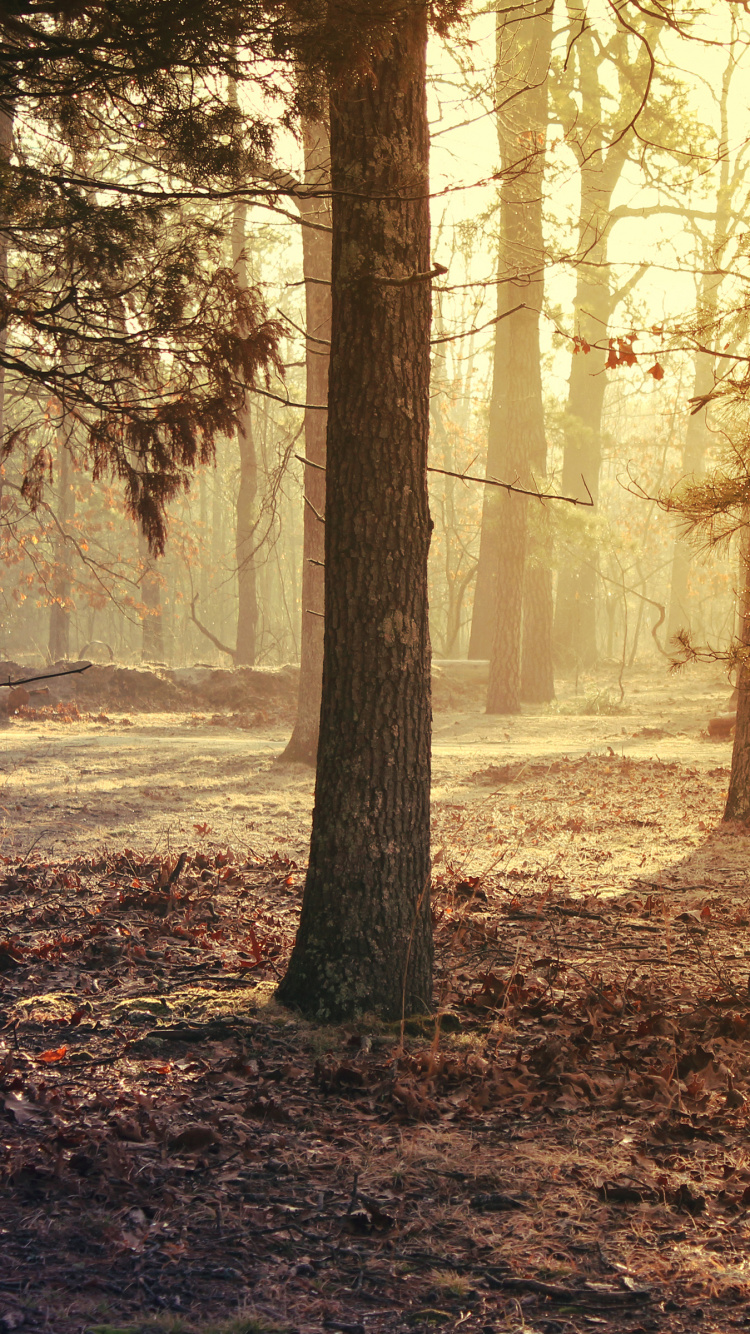 Brown Trees on Brown Field During Daytime. Wallpaper in 750x1334 Resolution