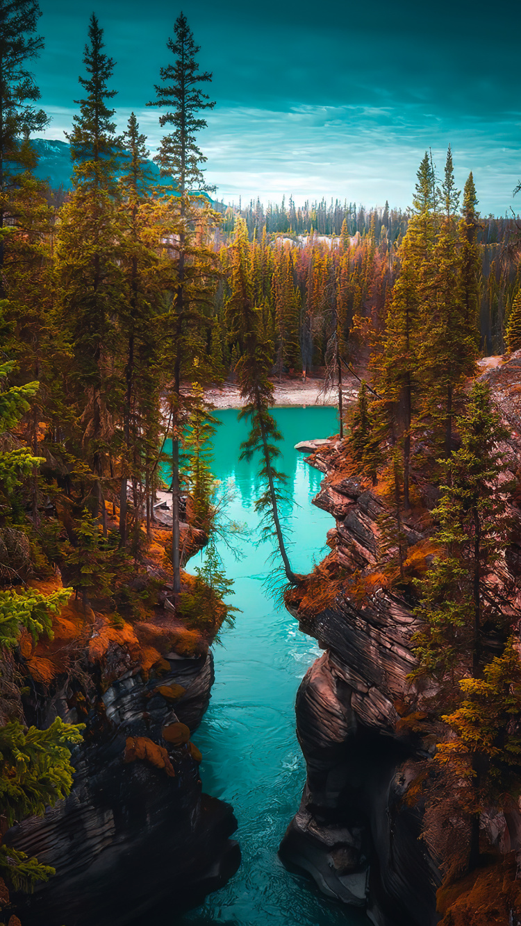 Larch, Damaksnis, Riparian Forest, Water, Natural Landscape. Wallpaper in 750x1334 Resolution
