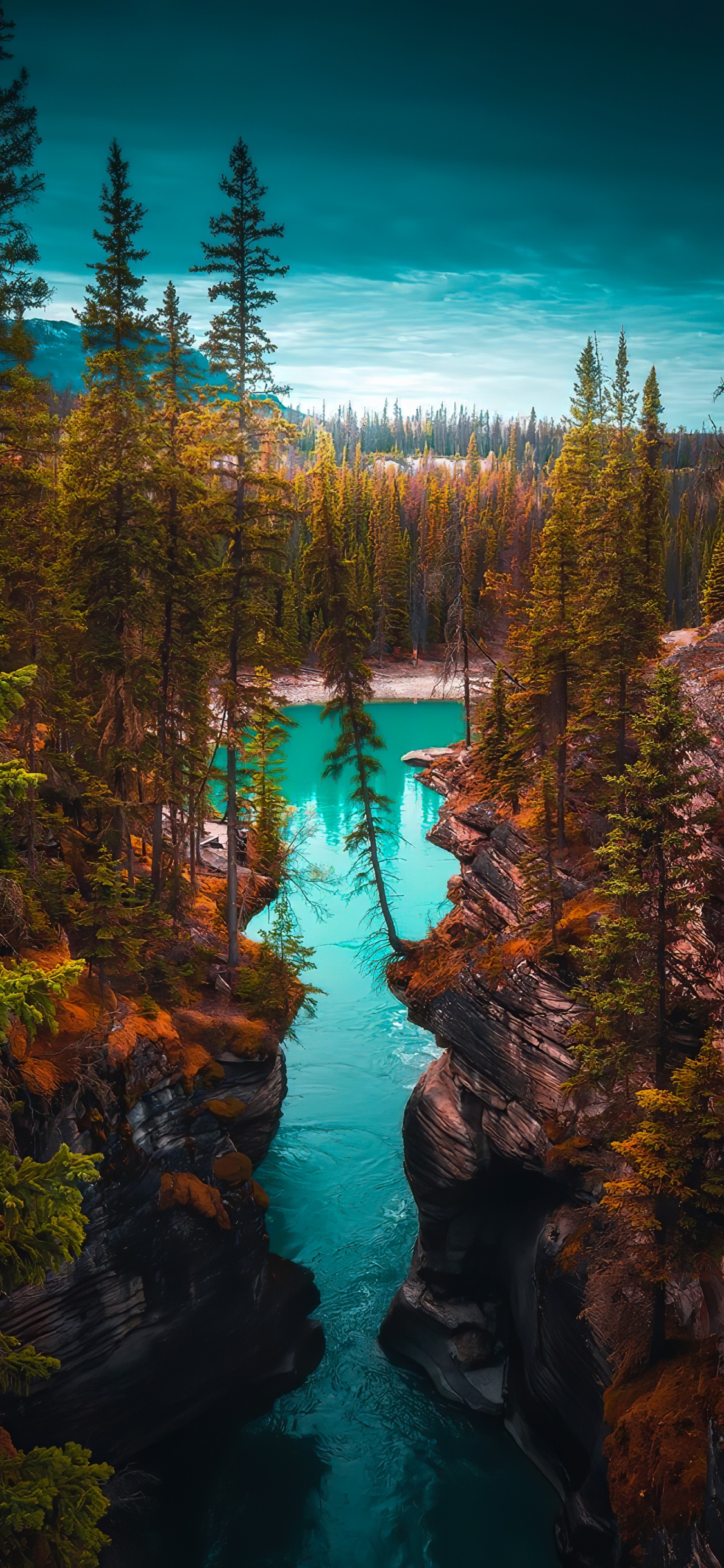 Lärche, Damaksnis, Auwald, Wasser, Naturlandschaft. Wallpaper in 1125x2436 Resolution