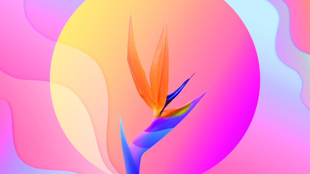 Flower Colorful 3d, Flower, Flowering Plant, Floral Design, Plant. Wallpaper in 1280x720 Resolution